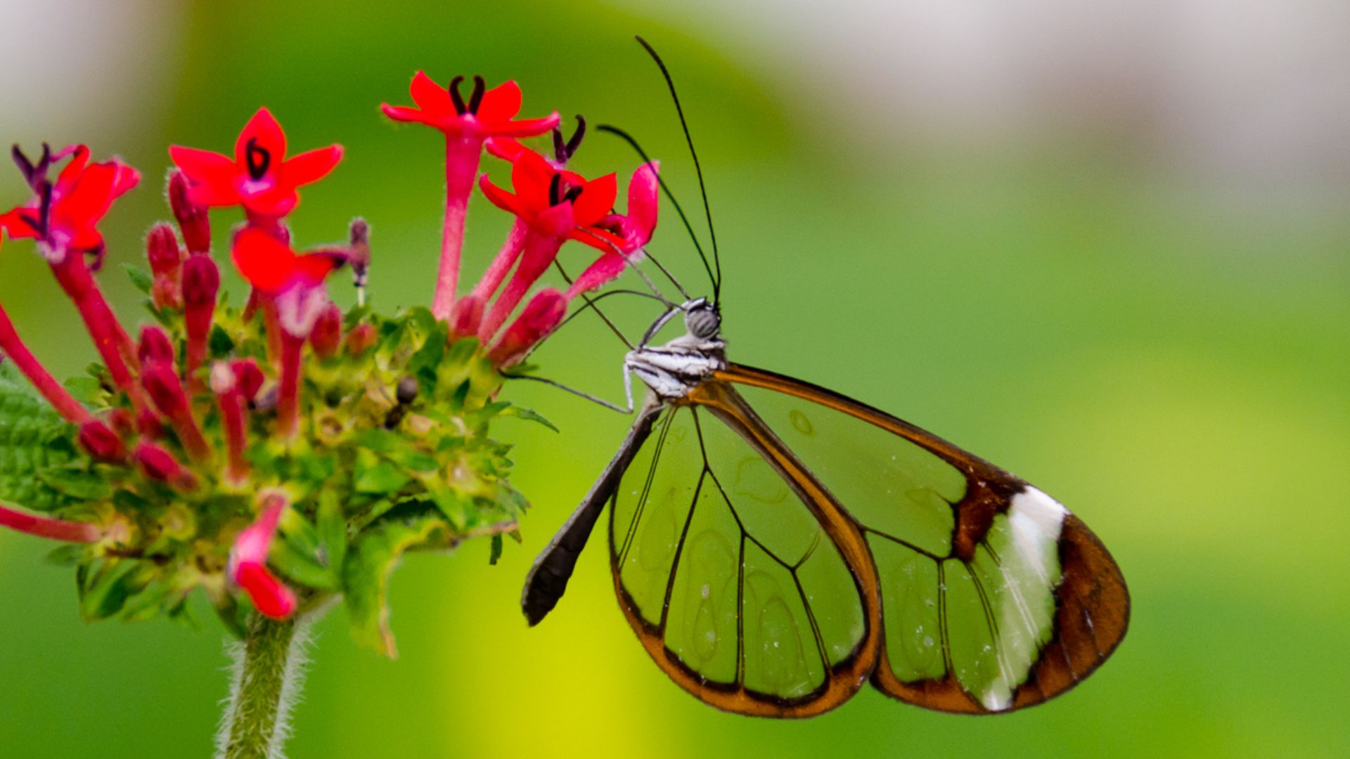 The 5 Most Beautiful Kinds Of Butterflies - TheVanityFur