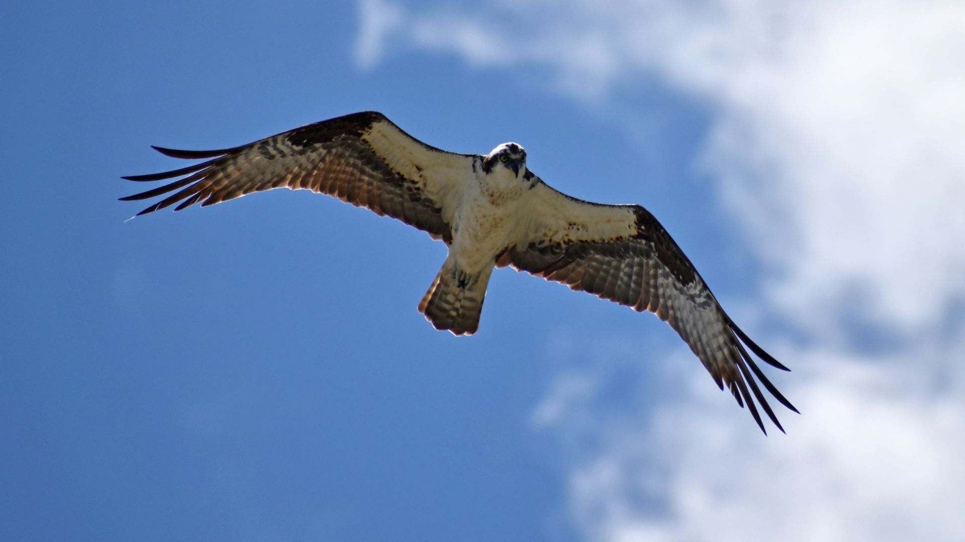 Speedy Beasts: The 5 Fastest Animals To Roam The Planet - TheVanityFur