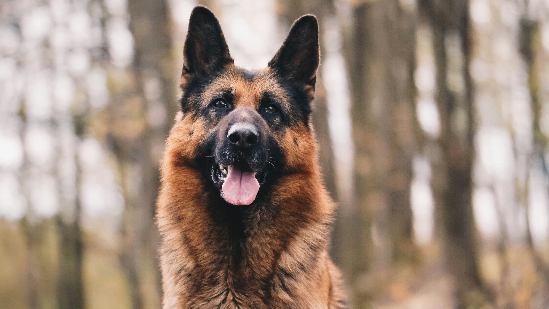 brown and black german shepherd on brown dirt during daytime