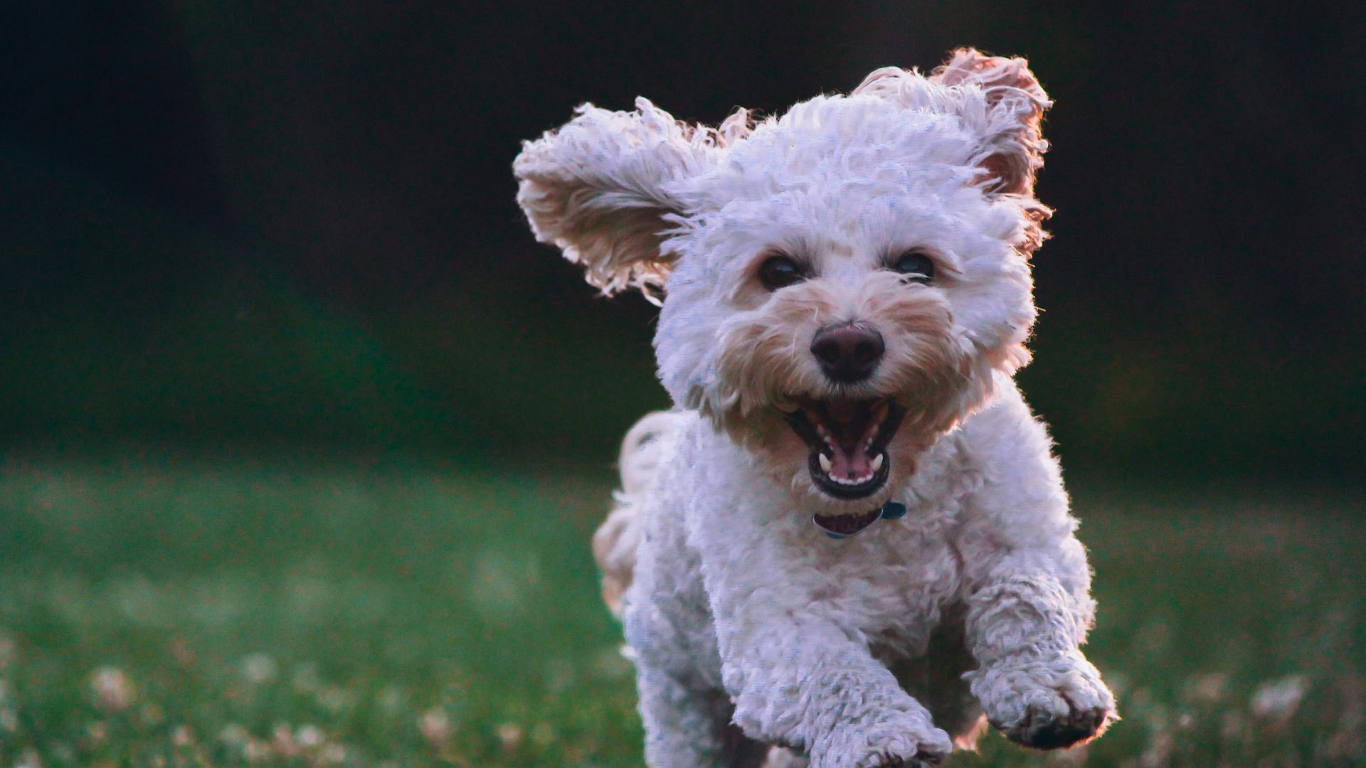 shallow focus photography of white shih tzu puppy running on the grass
