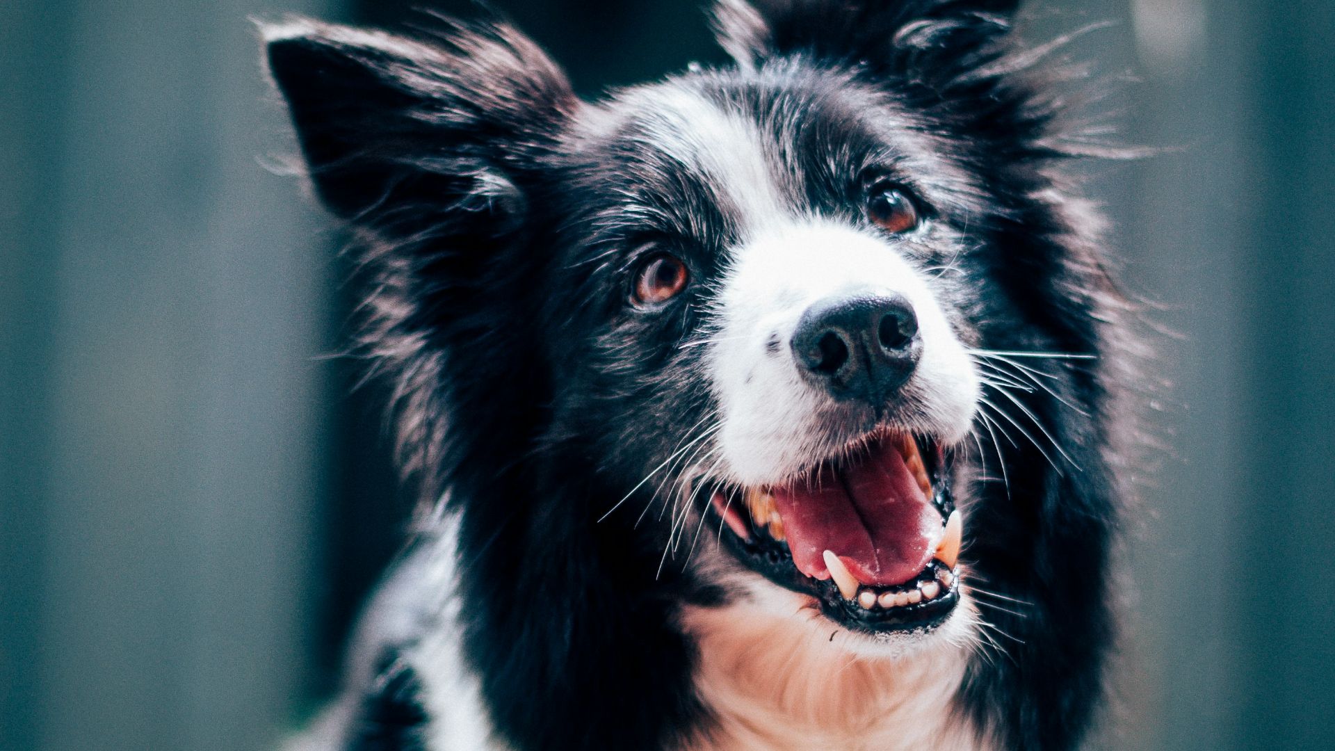 long-coated black and white dog during daytime