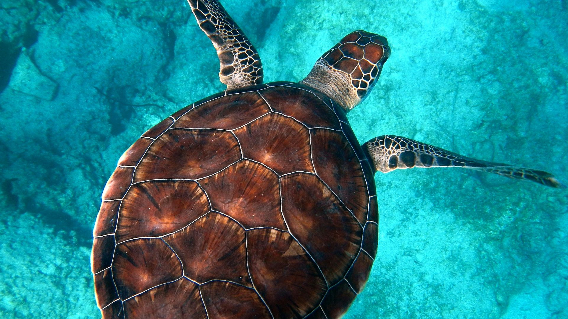 brown turtle swimming in ocean
