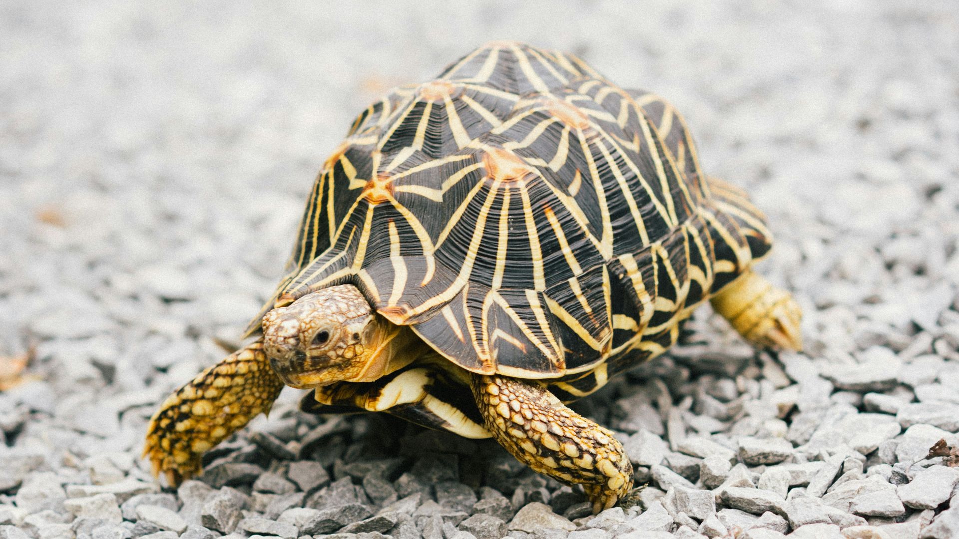 brown and black turtle on white sand during daytime