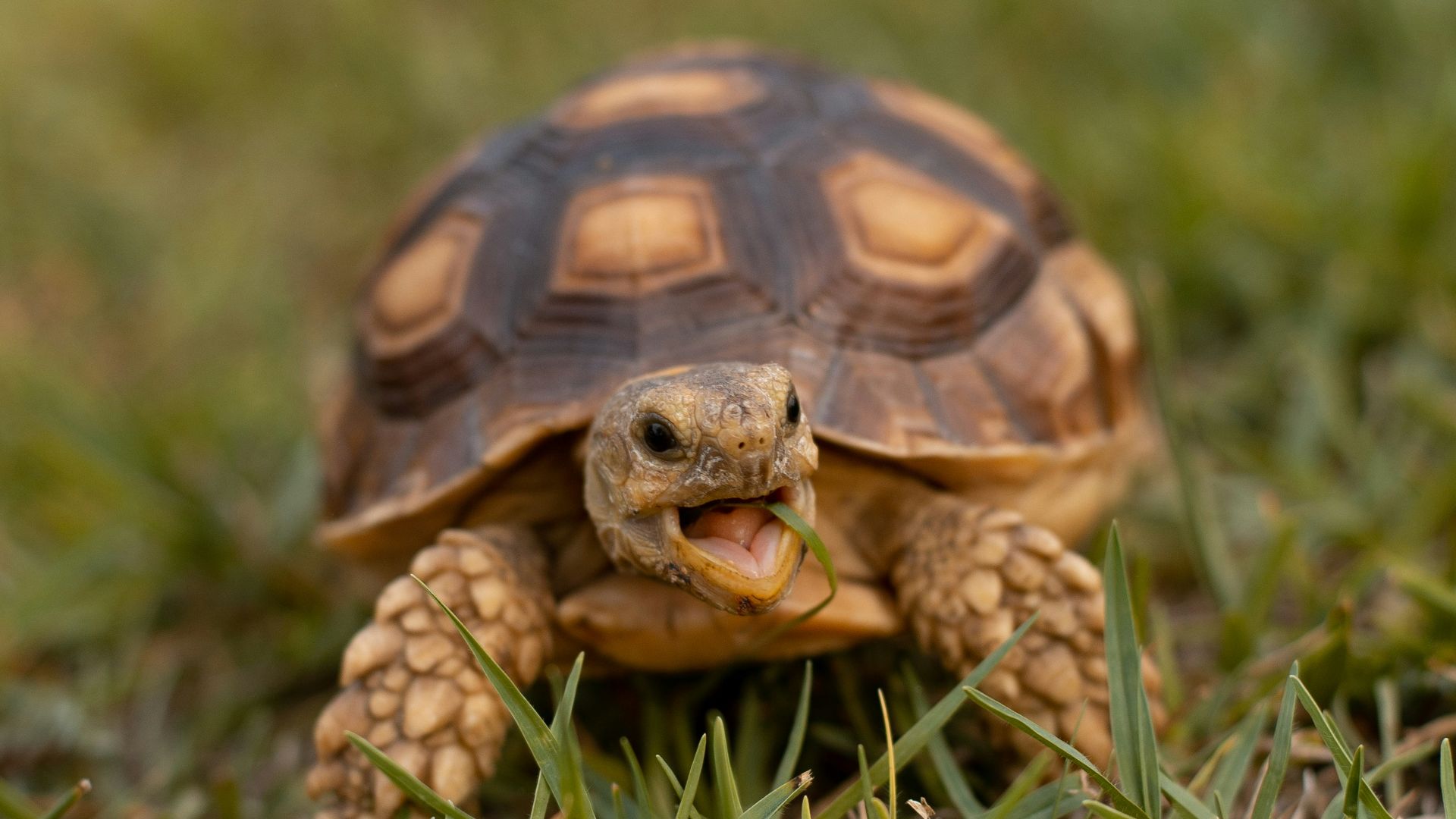 brown and black turtle on green grass during daytime