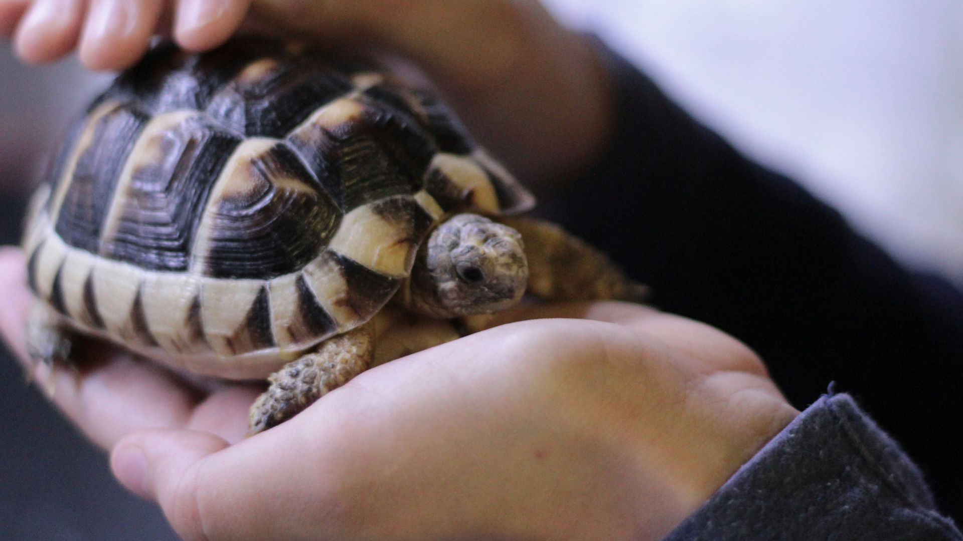 person holding turtle