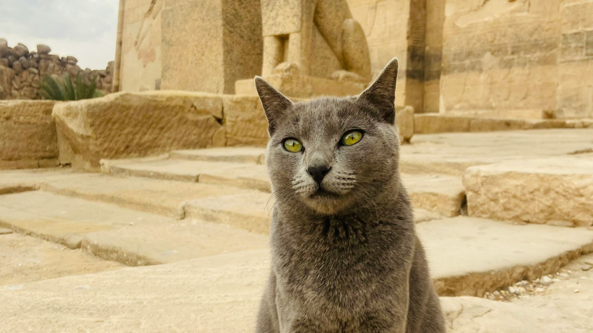 a gray cat sitting on top of a stone slab