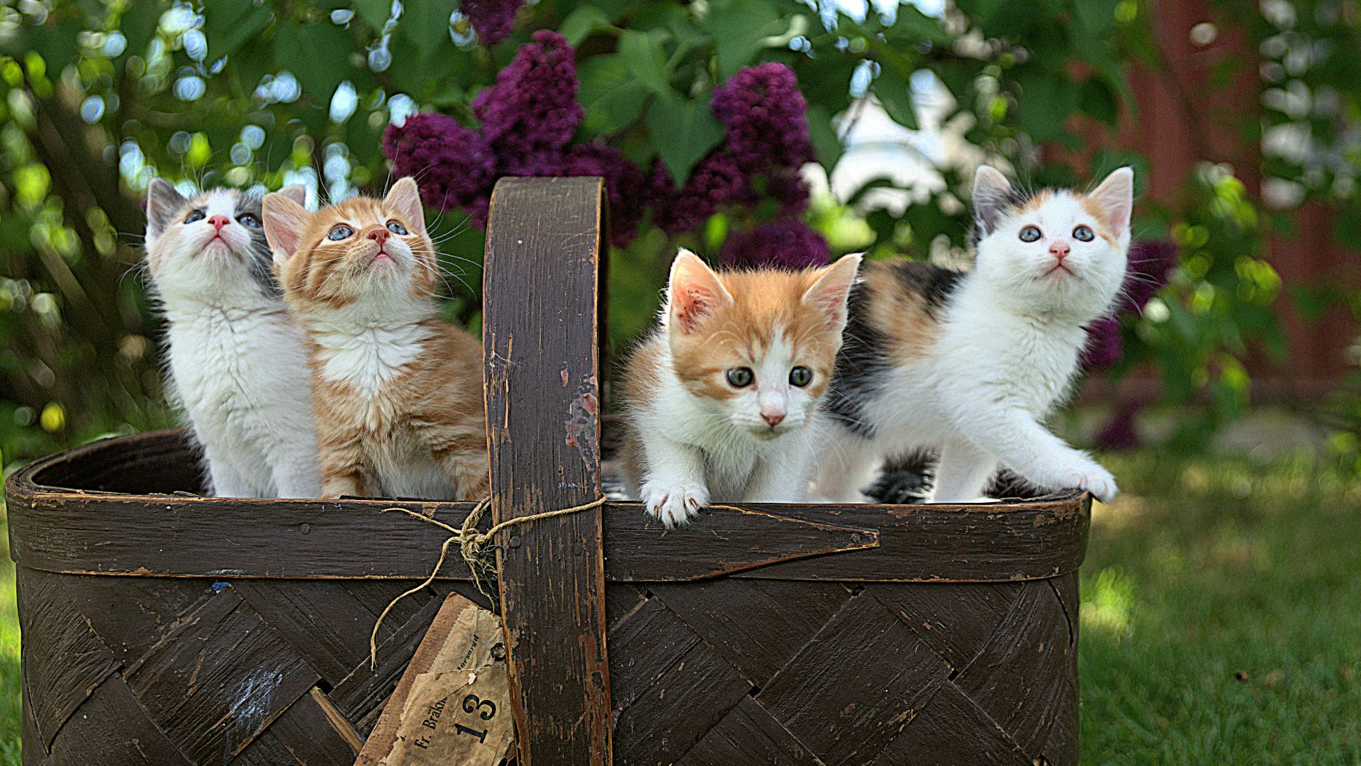 four assorted-color tabby kittens on brown basket