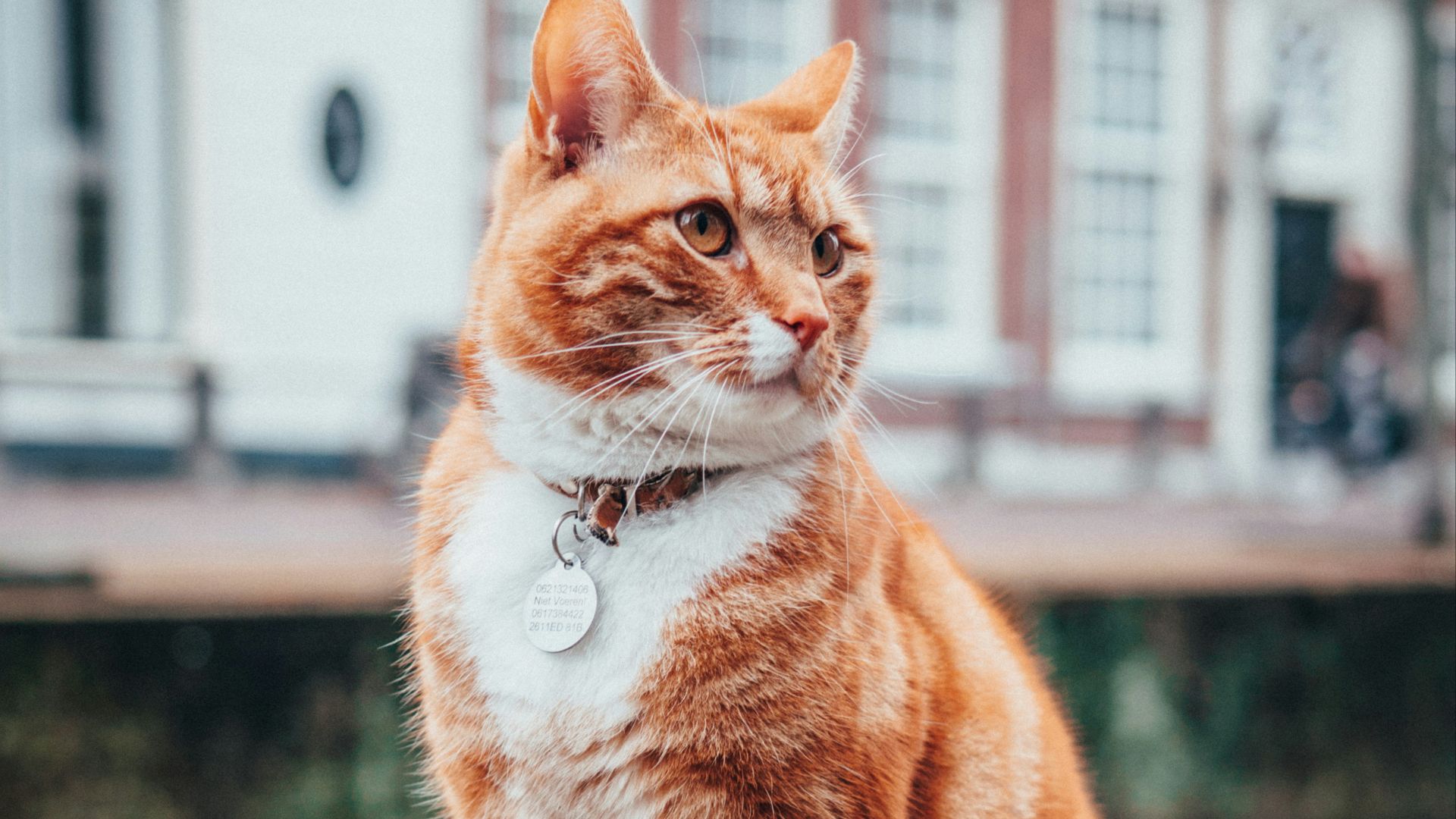selective focus photography of orange and white tabby cat