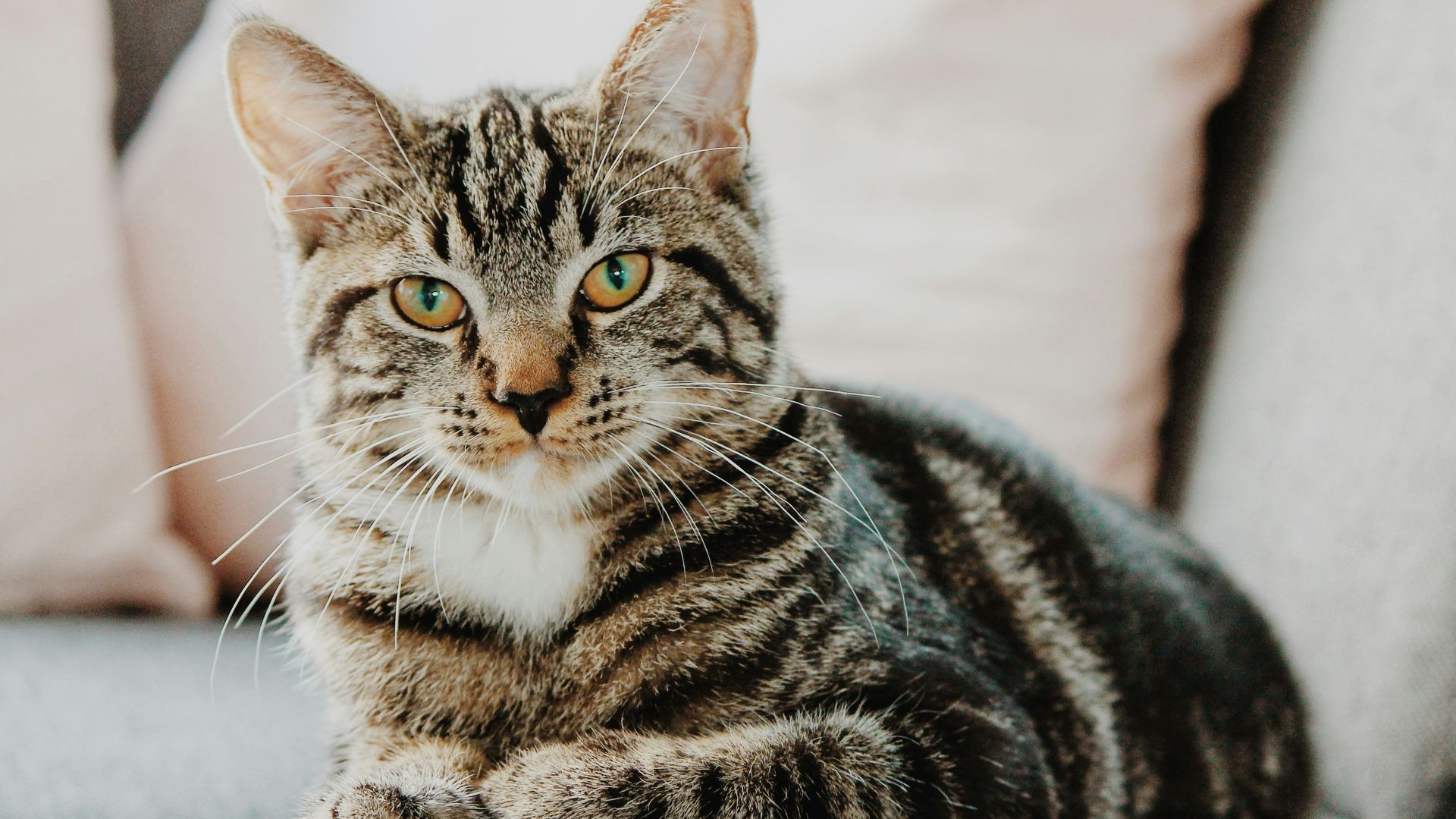 selective focus photo of gray tabby cat