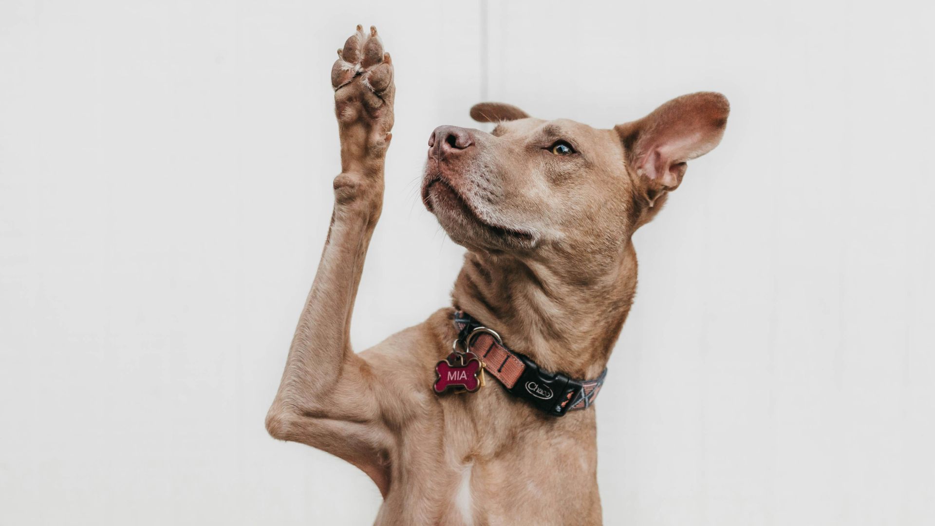 short-coated brown dog