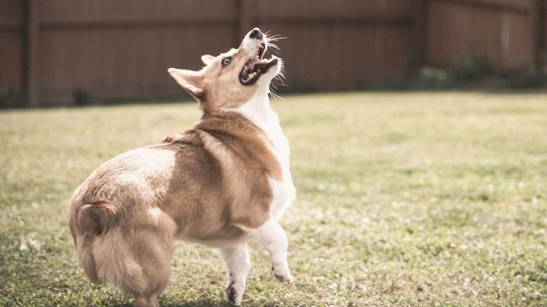 a dog with its mouth open