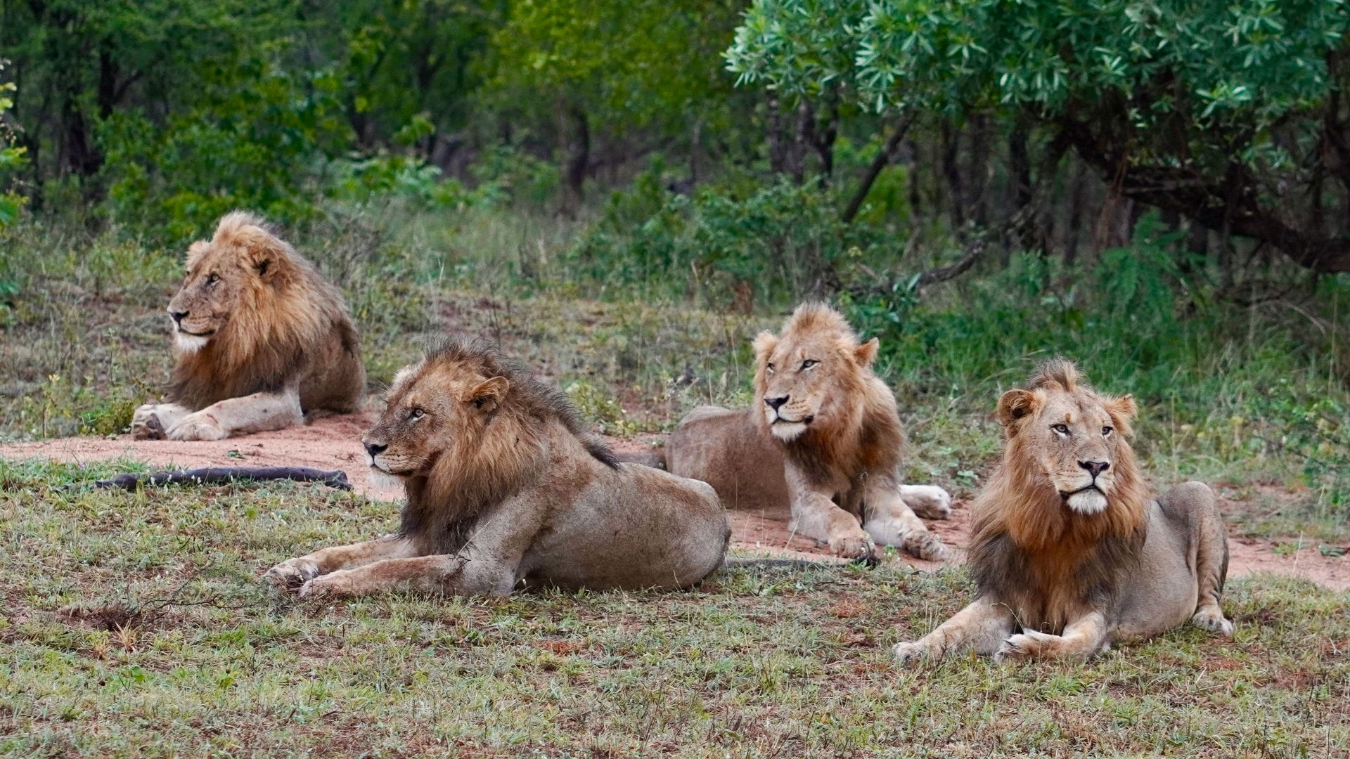 a group of lions sitting on top of a grass covered field