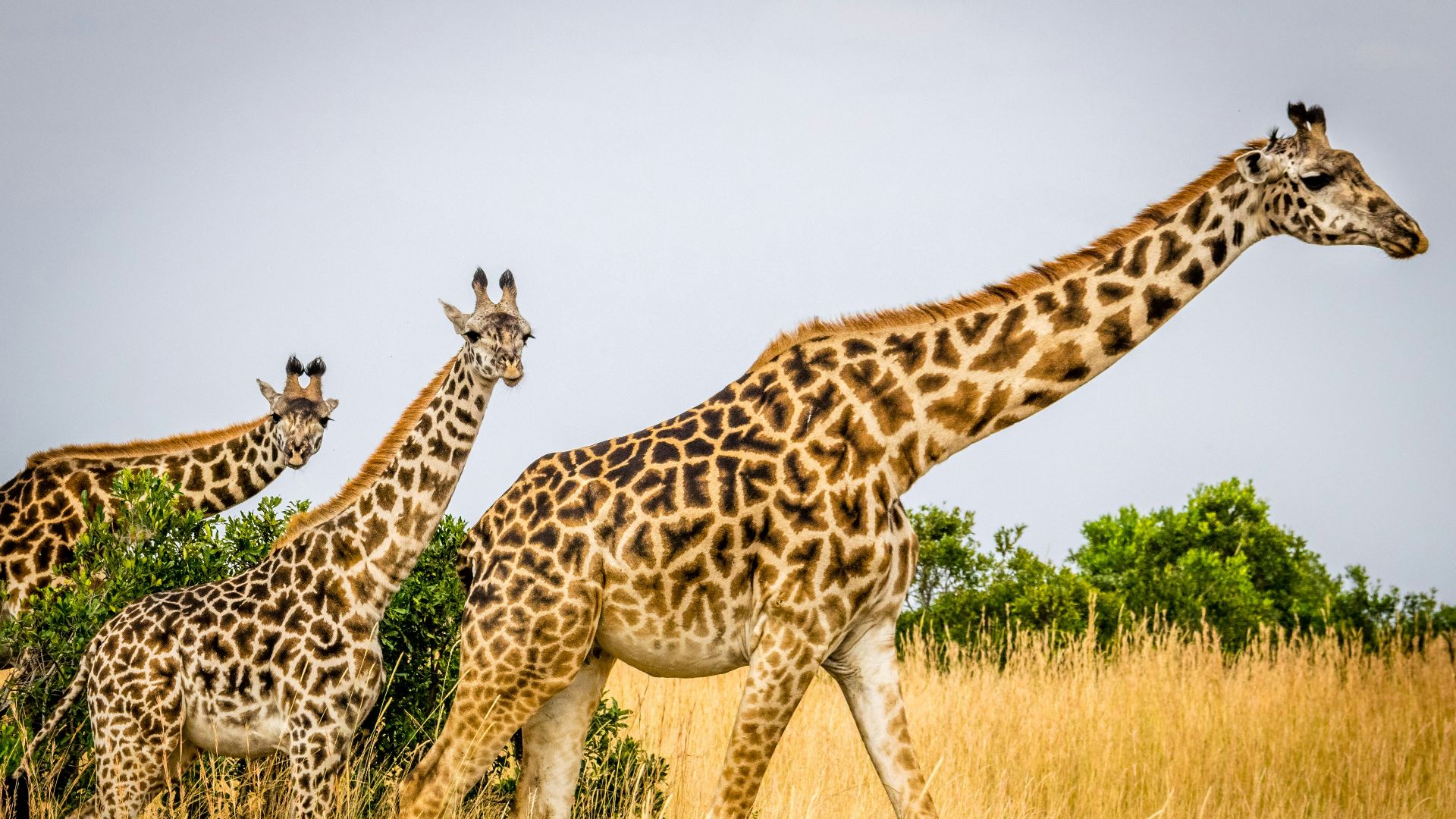 wildlife photography of tower of giraffes