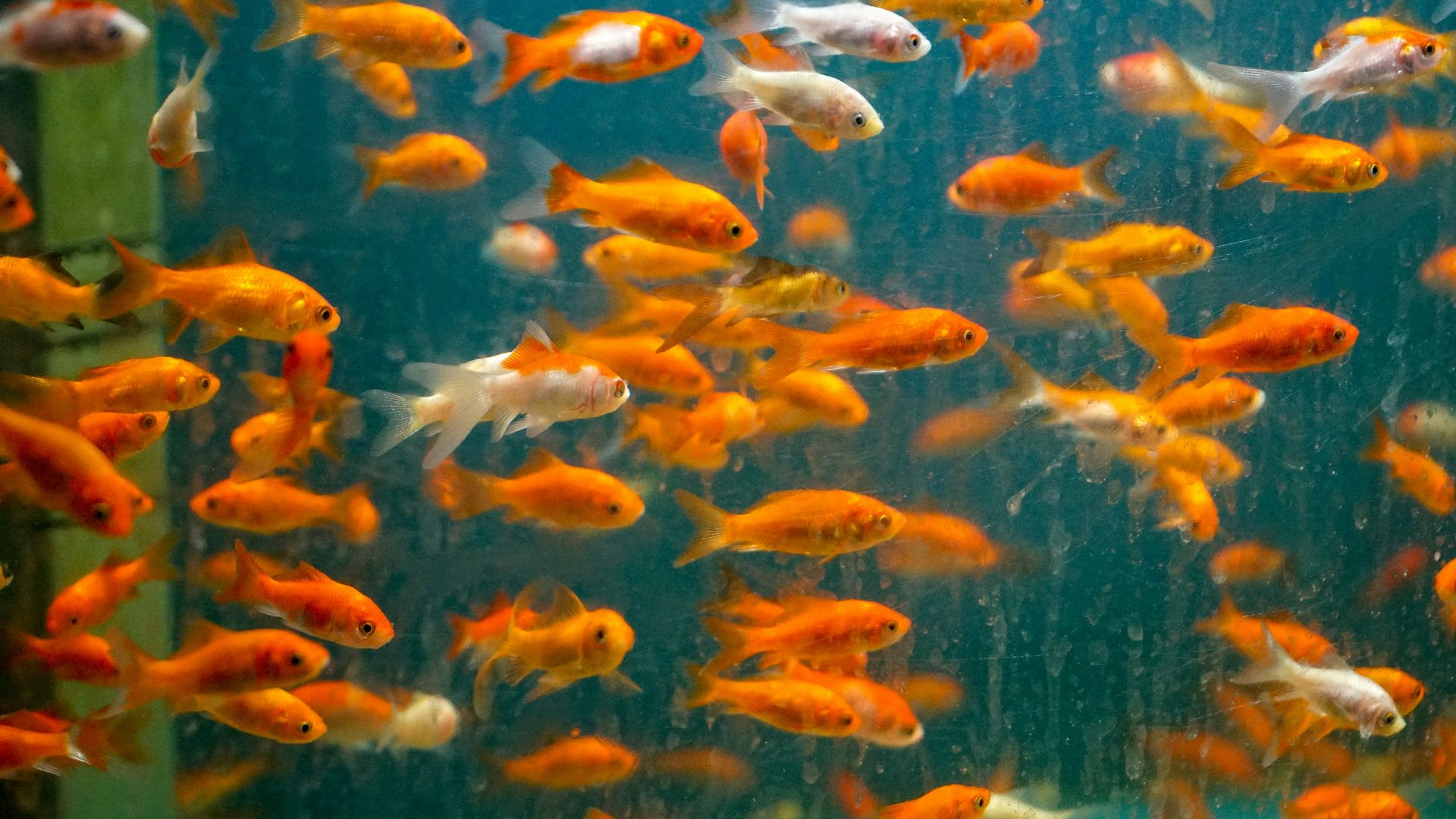 orange and white fish in fish tank