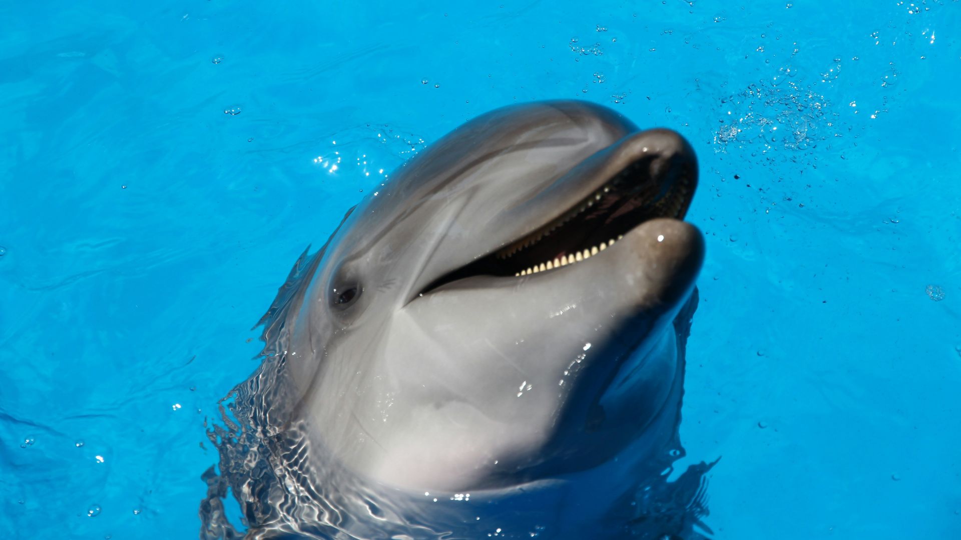 dolphin on water during daytime