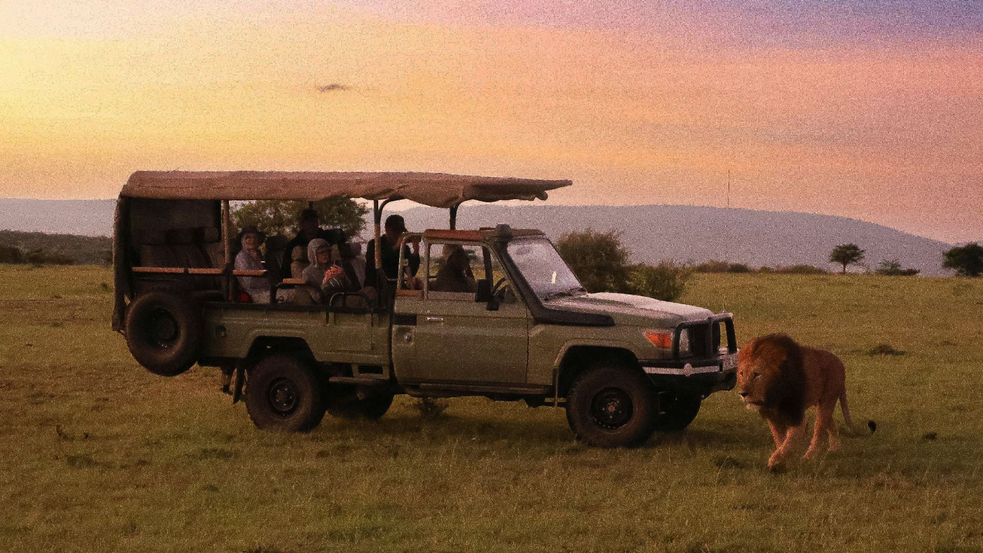 a safari vehicle with passengers and a lion