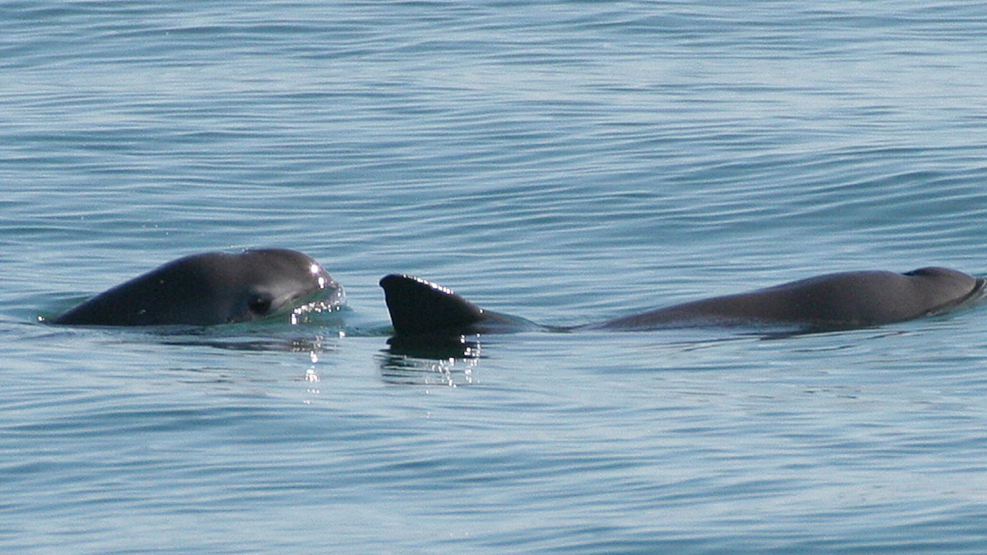 File:Vaquita6 Olson NOAA.jpg