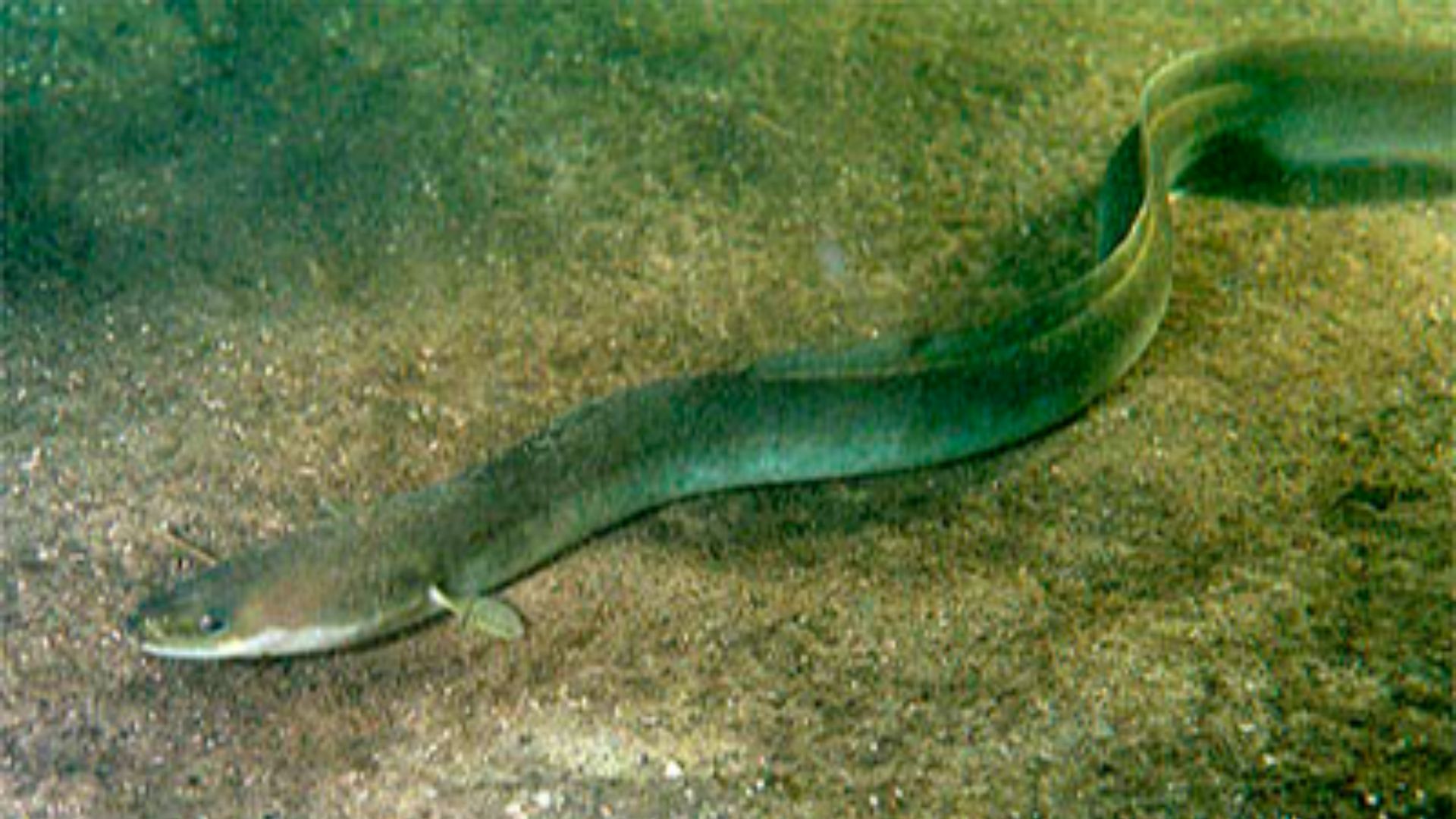 File:Anguilla anguilla.jpg