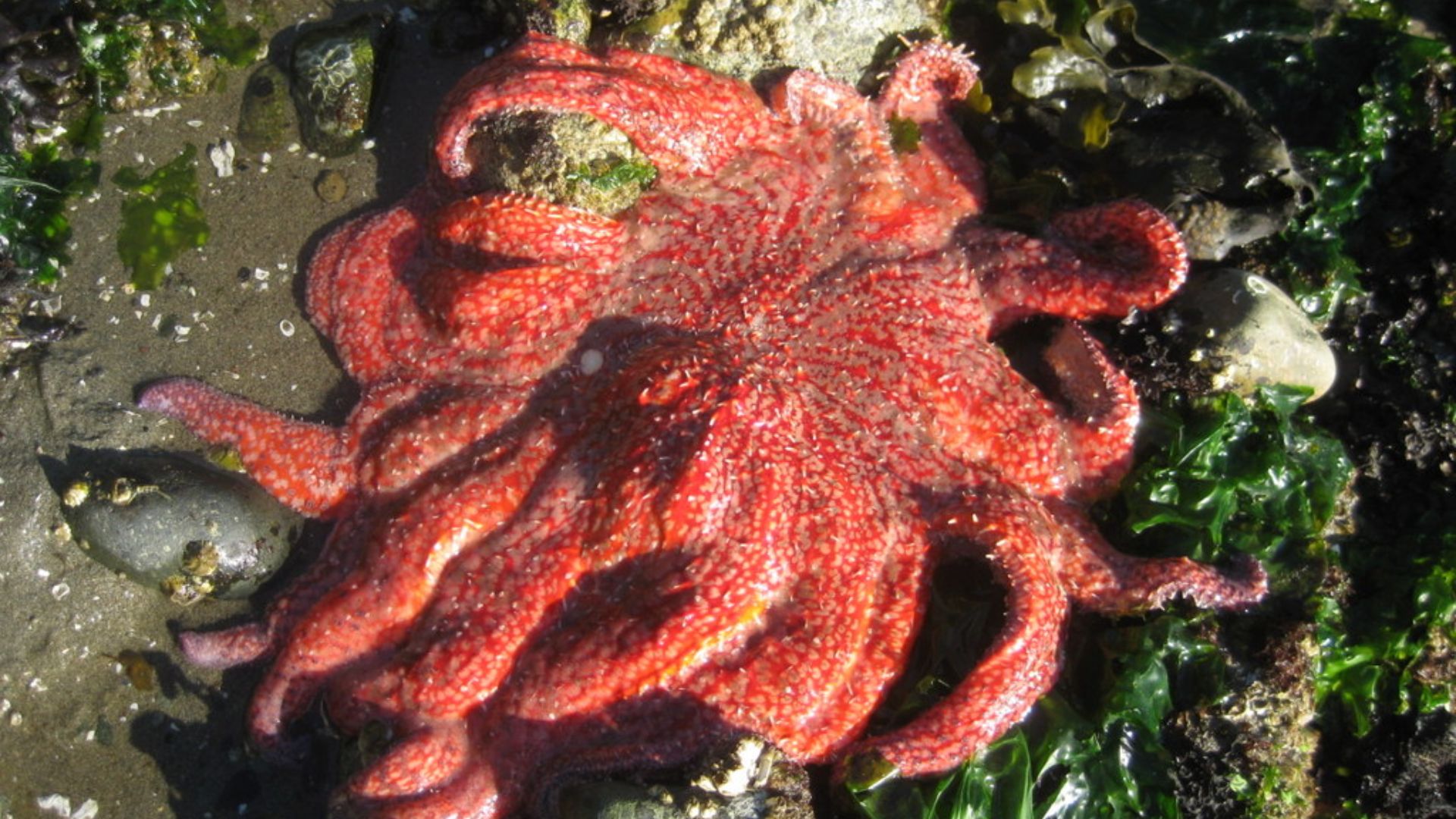 File:Sunflower sea stars on Colvos Passage on the Kitsap Peninsula Puget Sound region.JPG