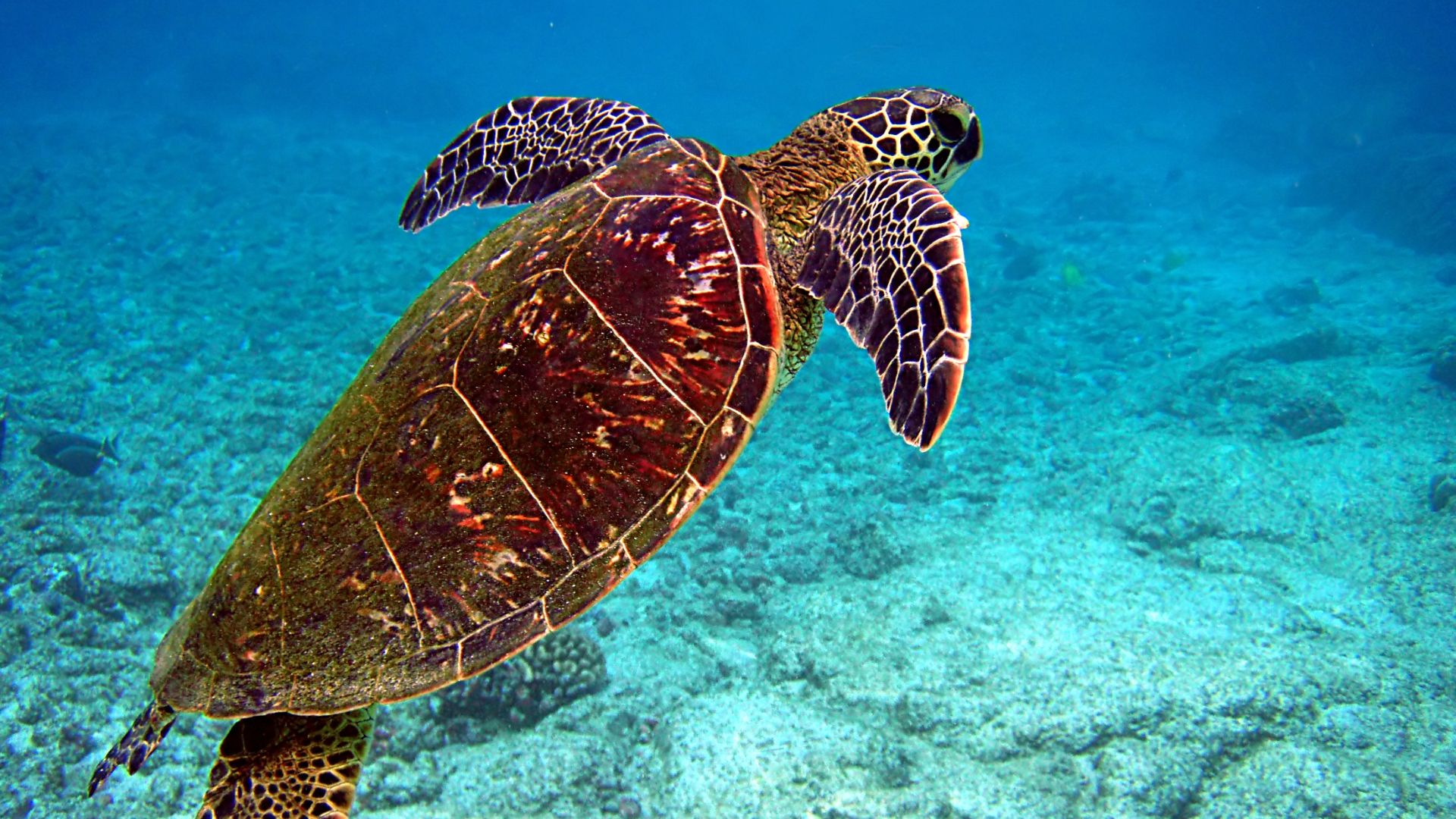 File:Chelonia mydas is going for the air edit.jpg