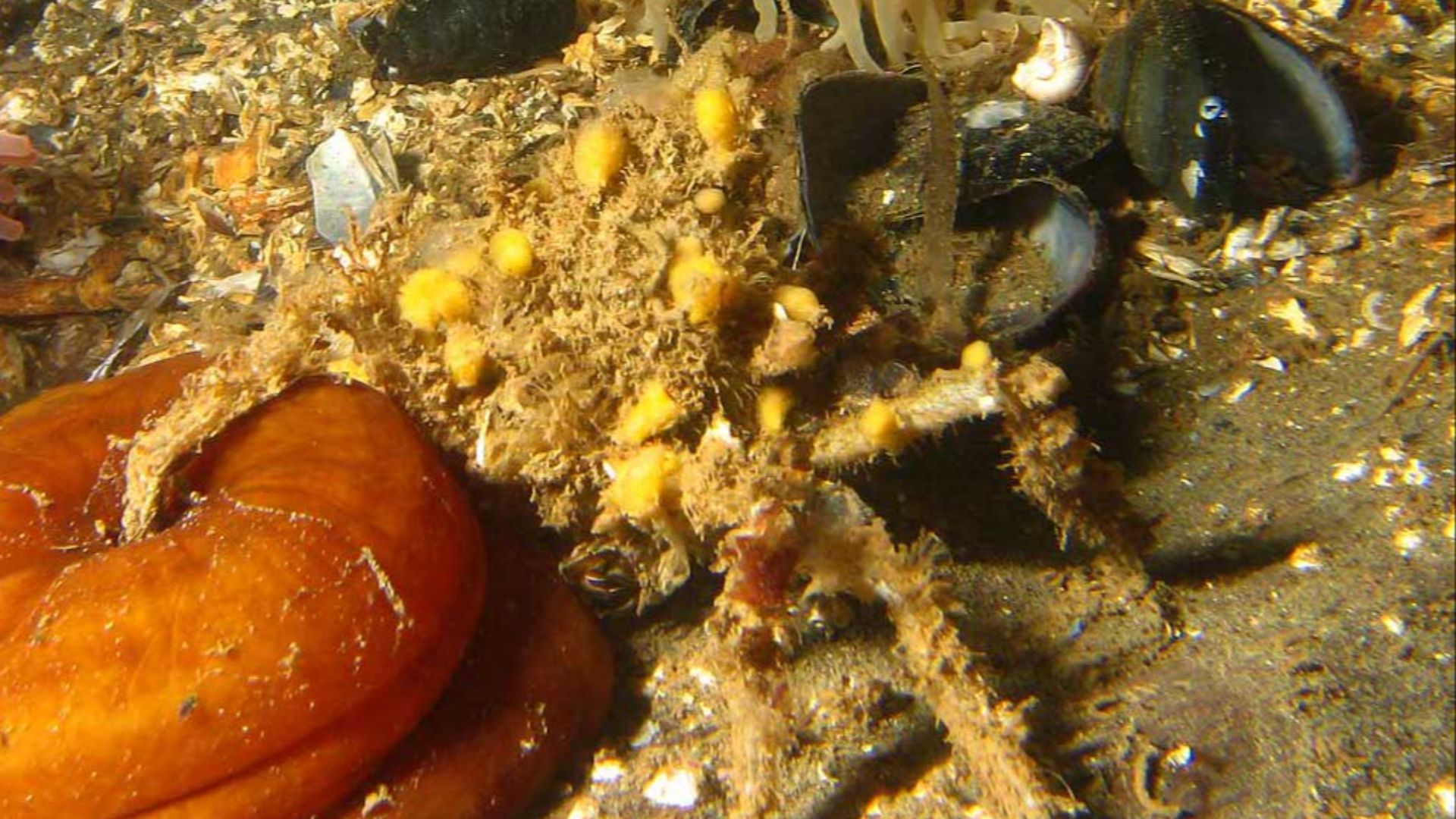 File:Decorator Crab (Oregonia gracilis) with yellow sponges on its back.jpg
