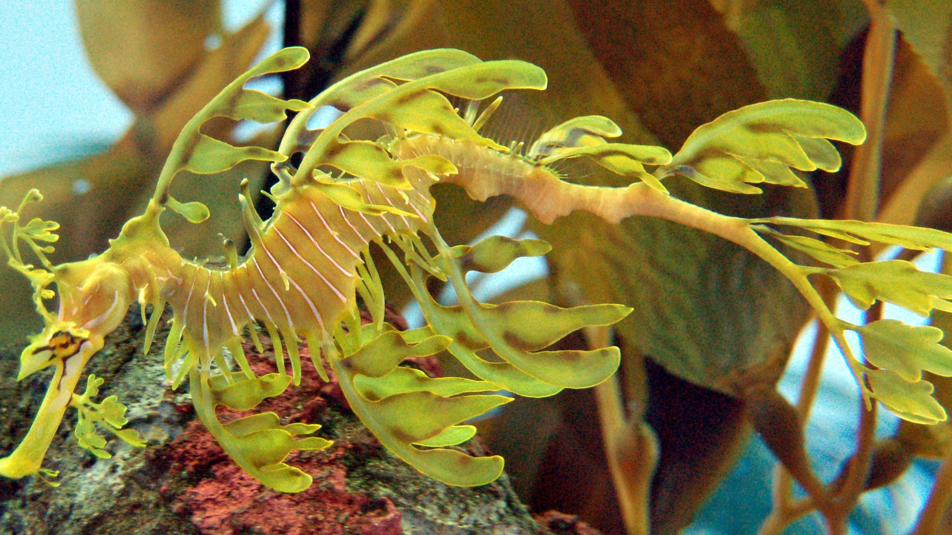 File:Leafy Seadragon Phycodurus eques 2500px-WBalanced.jpg