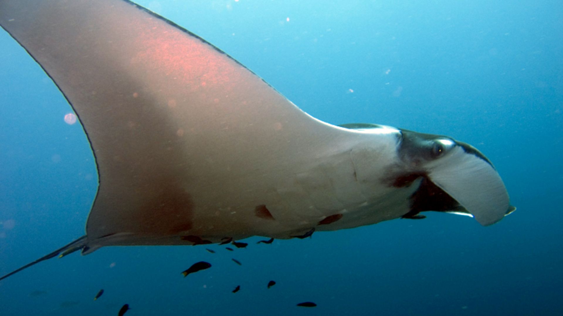 File:Manta birostris-Thailand.jpg