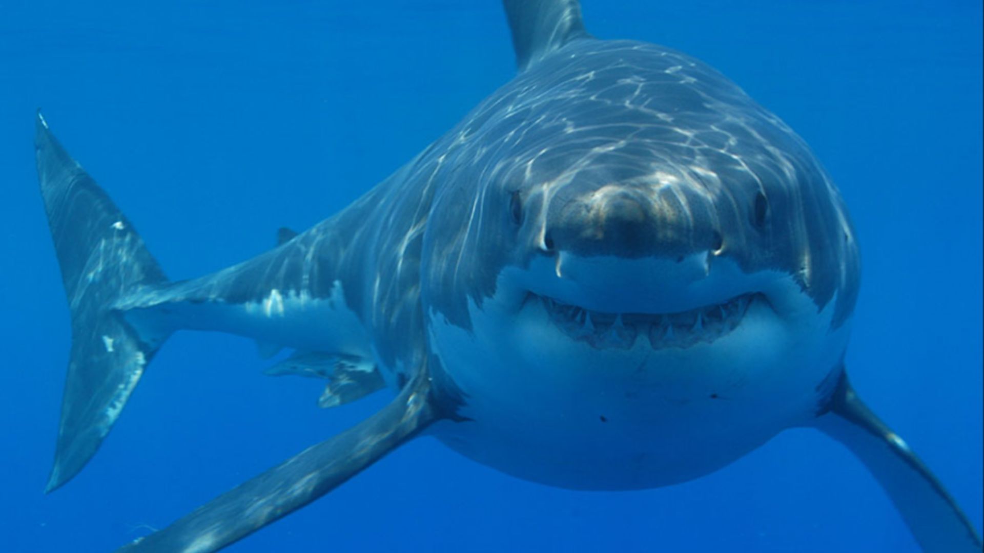 File:Great white shark south africa.jpg