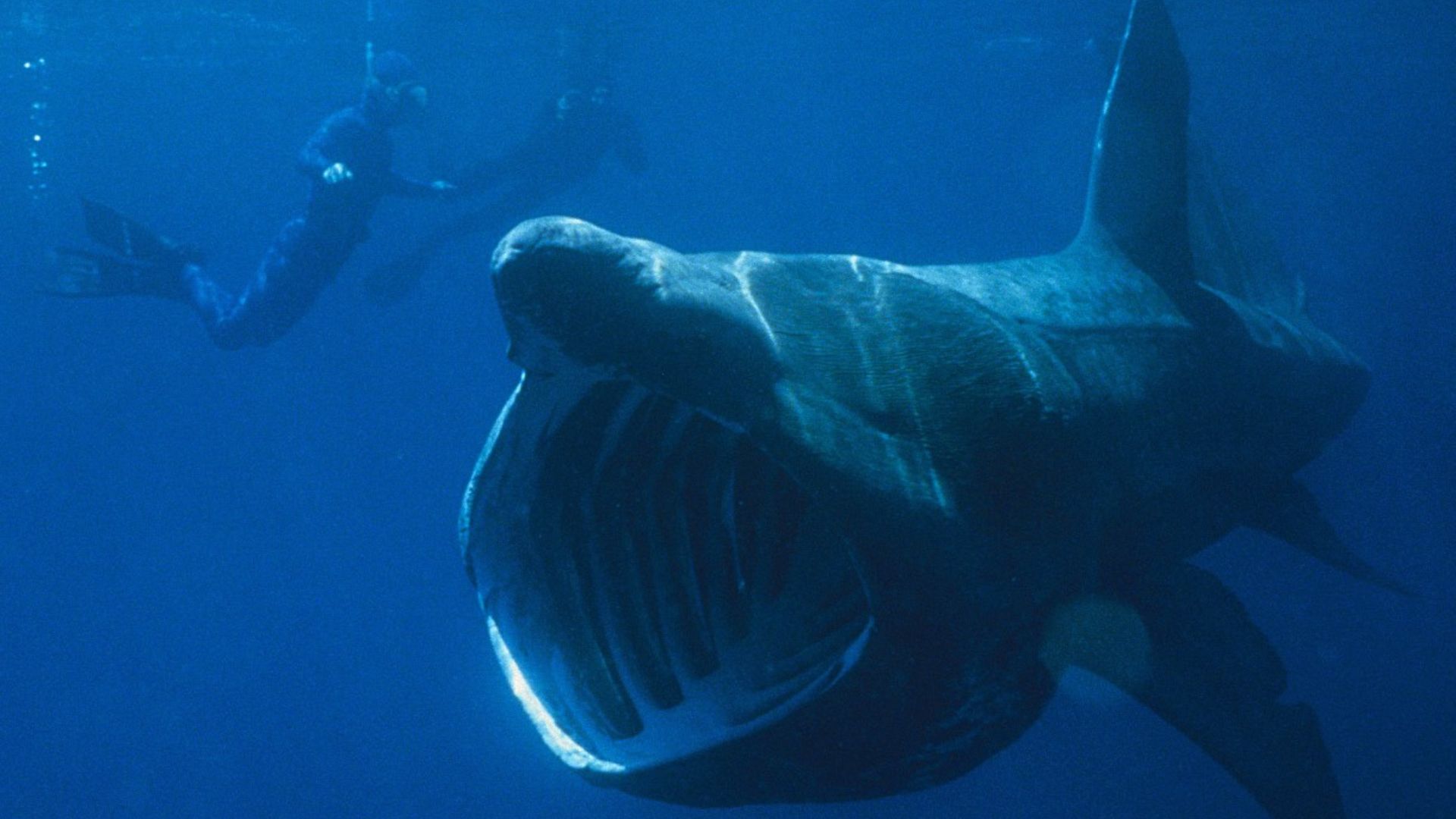 File:Basking Shark.jpg