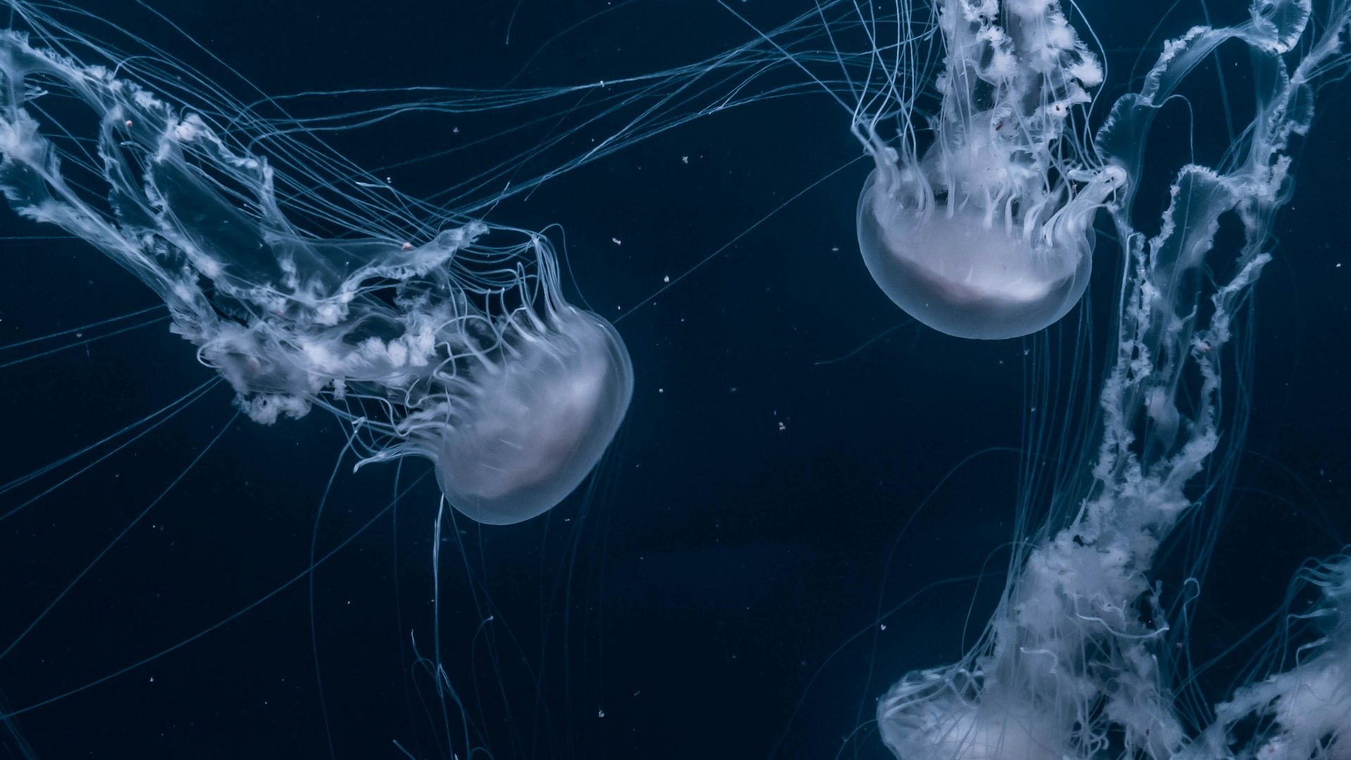 white jellyfishes swims