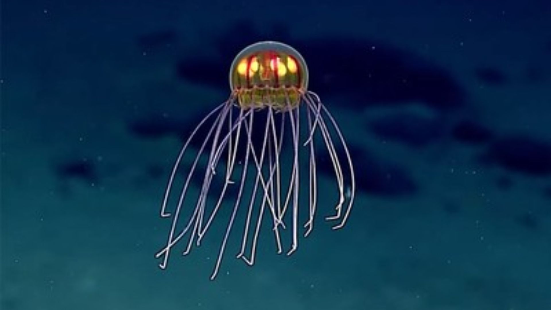 File:Crossota sp. jellyfish Enigma Seamount.jpg