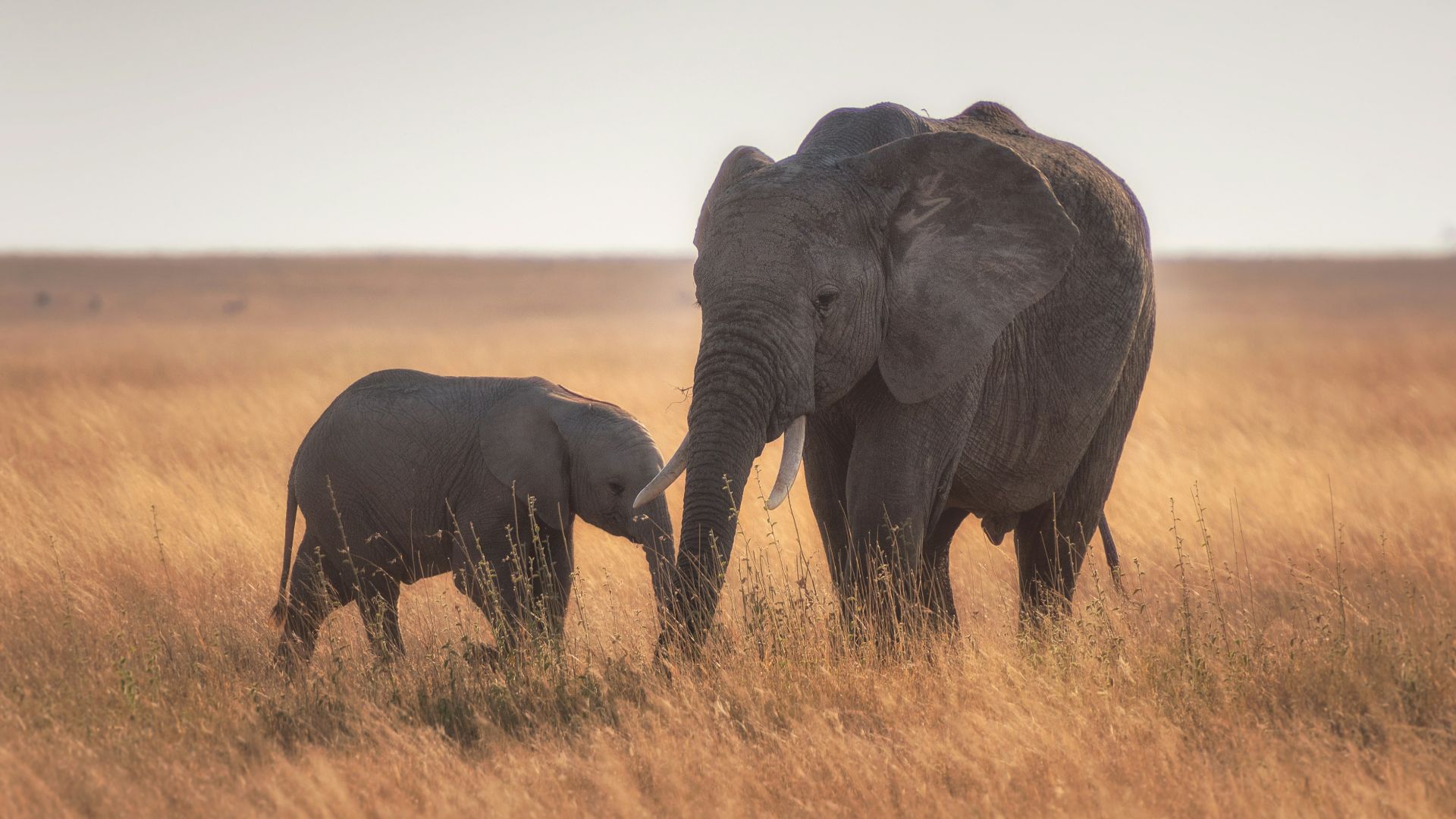 elephants standing on dried grass