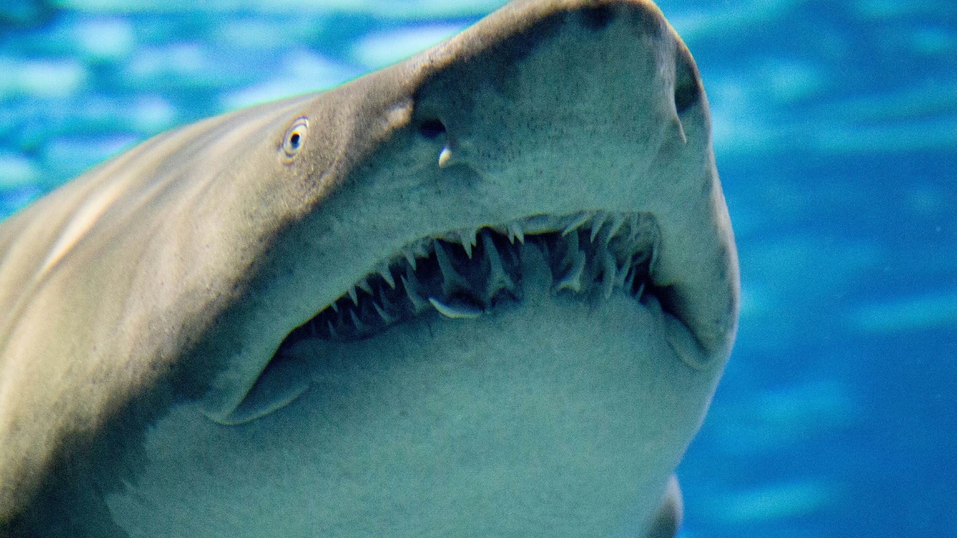 a close up of a shark in the water