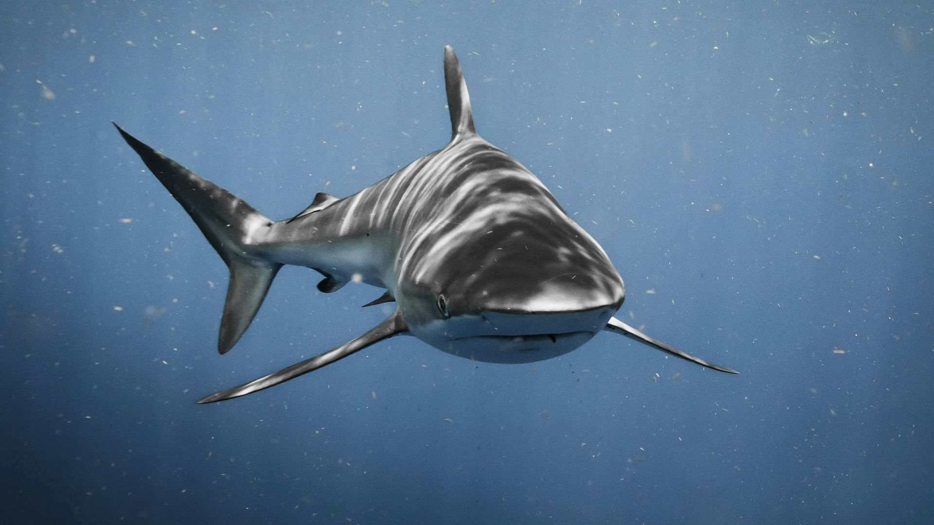 a great white shark swimming in the ocean