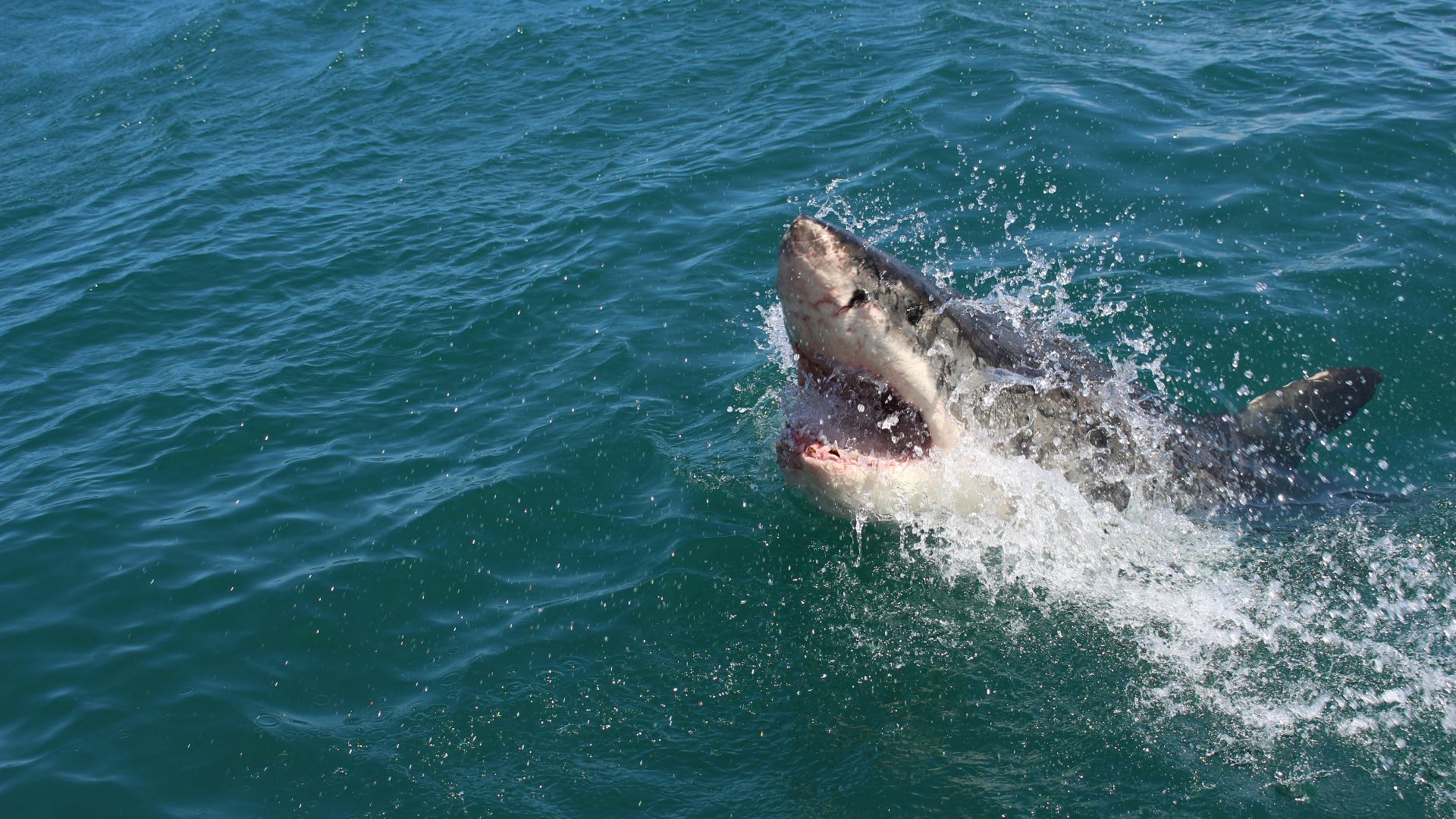 a great white shark with its mouth open in the water