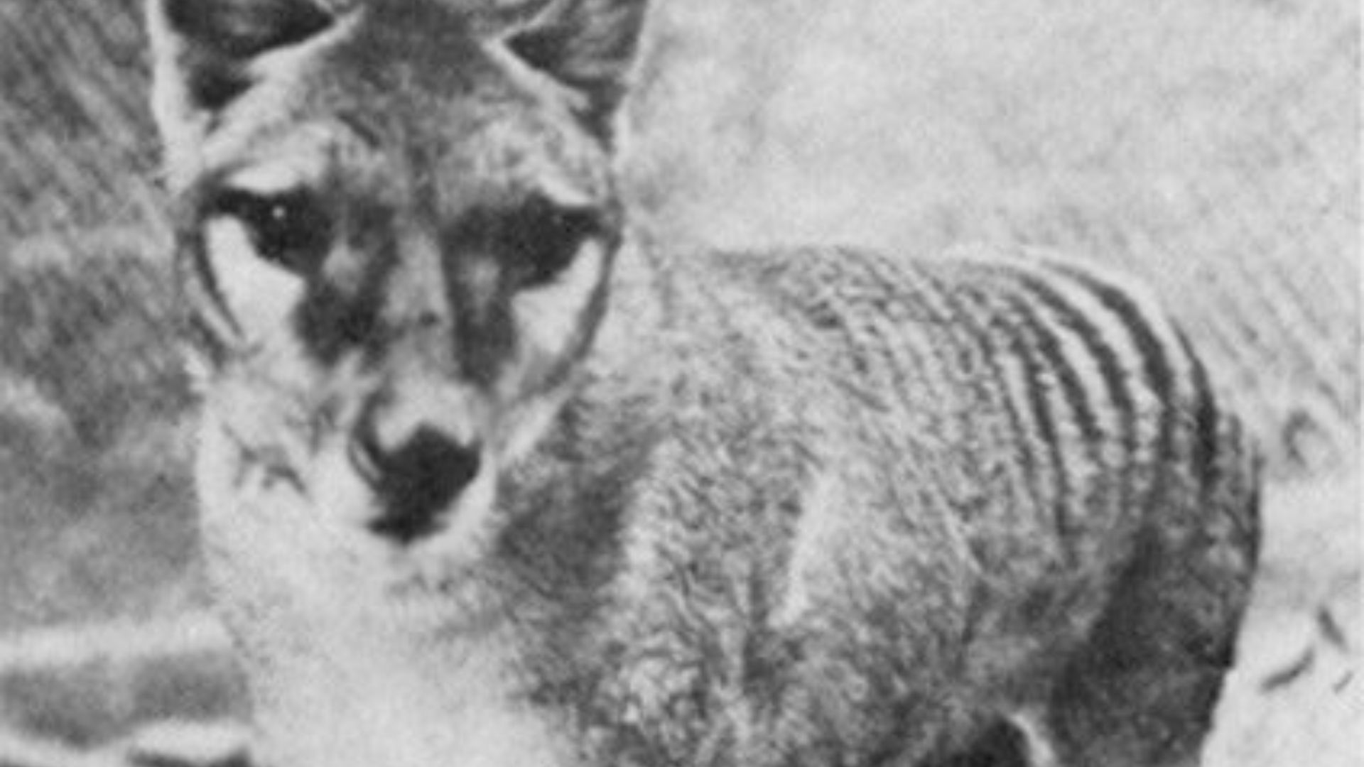 File:Thylacinus cynocephalus Tasmanian wolf.jpg