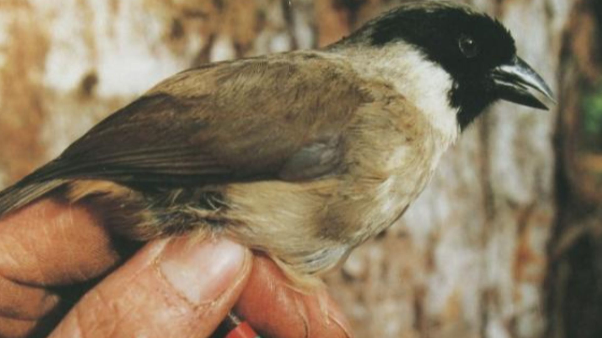 File:Black-faced Honeycreeper.jpg