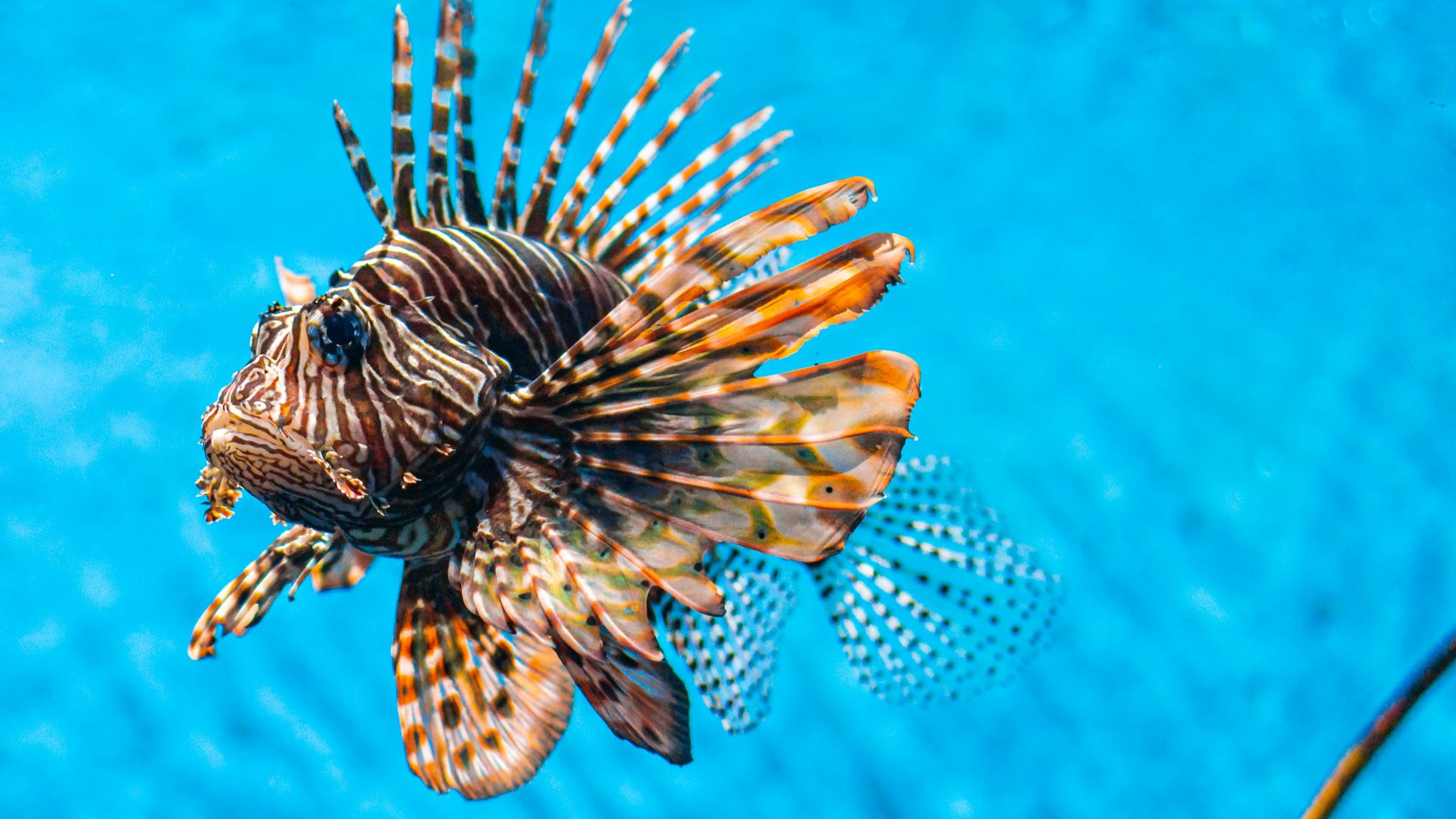 brown fish underwater