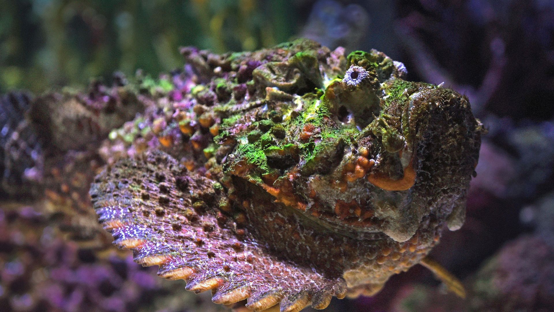 multicolored stone ornament closeup photography