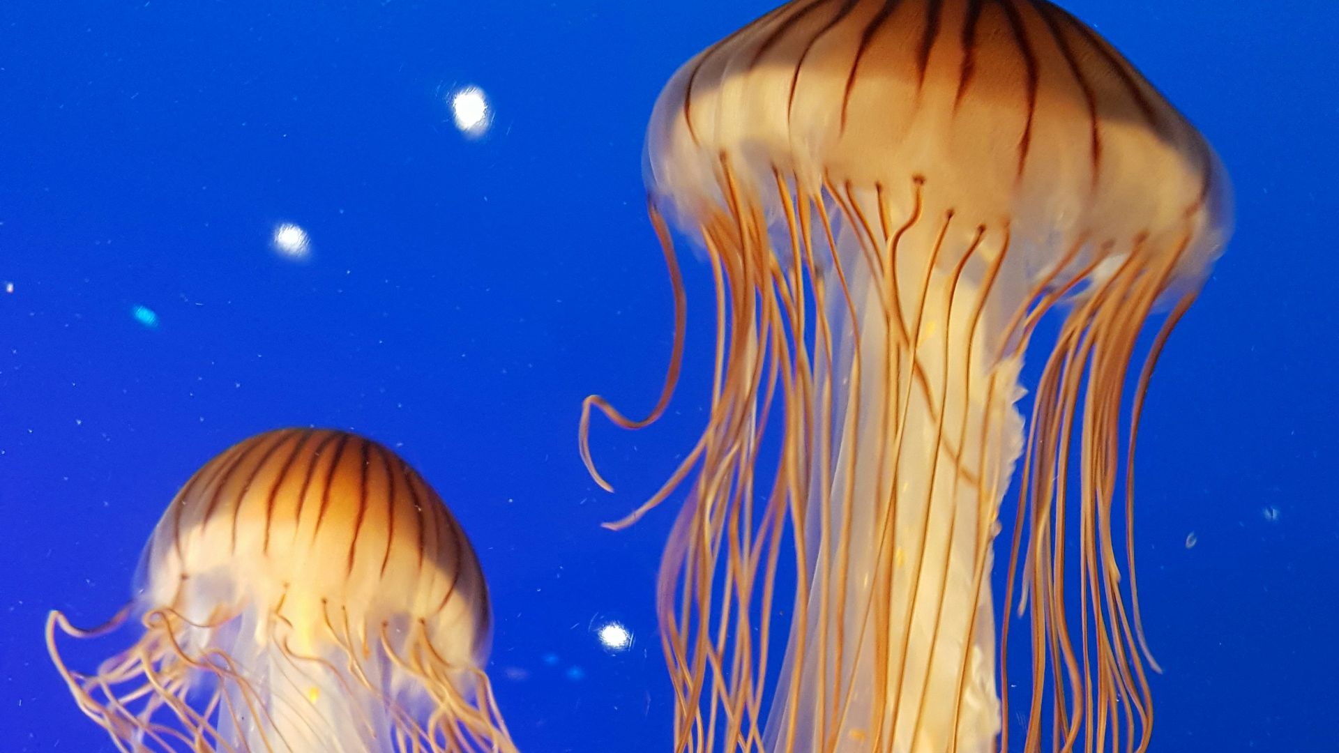 shallow focus photography of two brown jellyfish