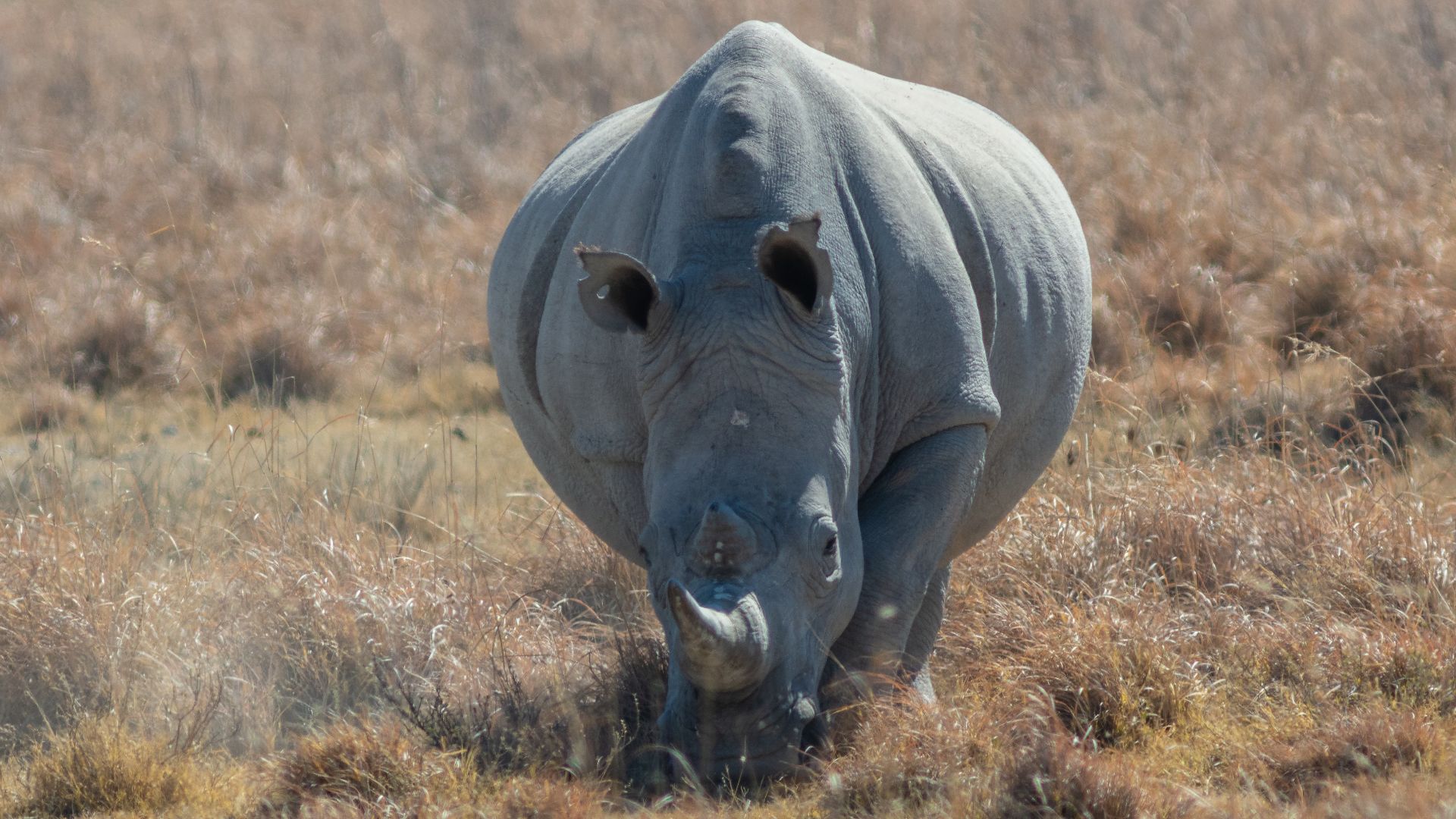 File:Rinoceronte blanco (Ceratotherium simum), Santuario de Rinocerontes Khama, Botsuana, 2018-08-02, DD 03.jpg