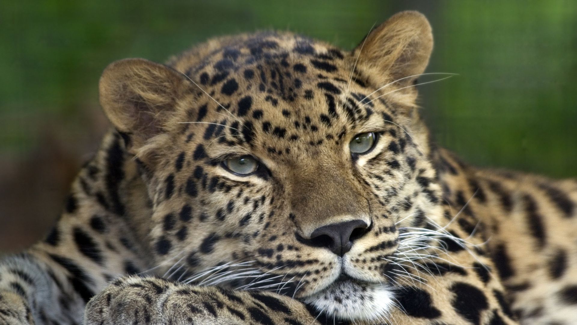 File:Amur Leopard Pittsburgh Zoo.jpg
