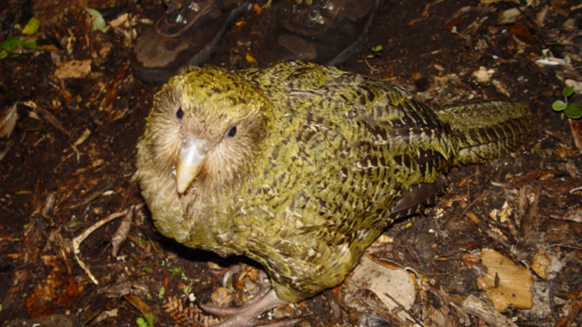 File:Strigops habroptilus 1.jpg