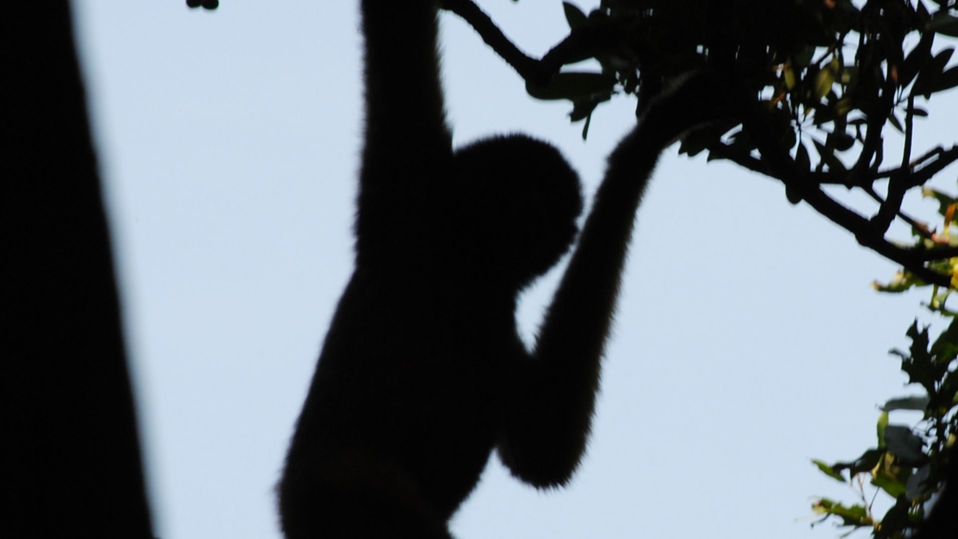 File:Nomascus nasutus hainanus.jpg