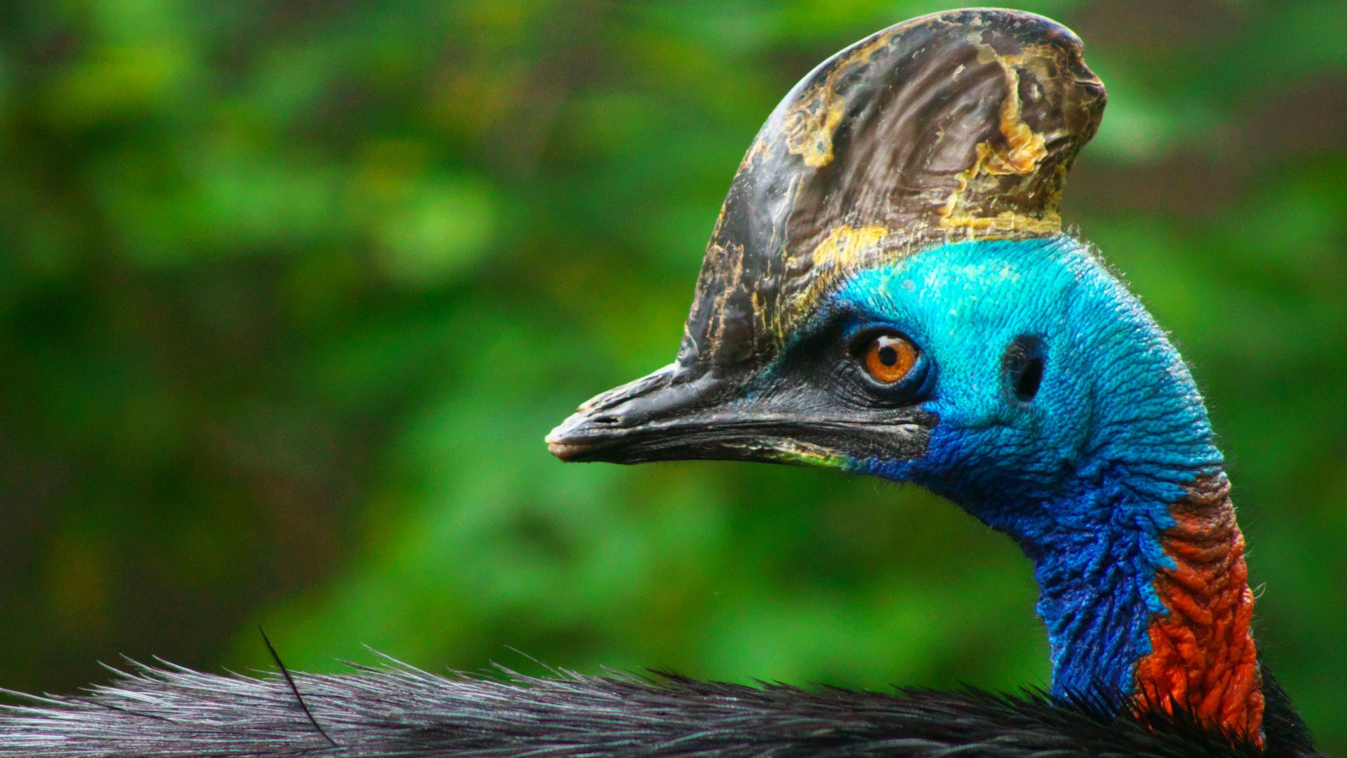 a close up of a bird with a very colorful head
