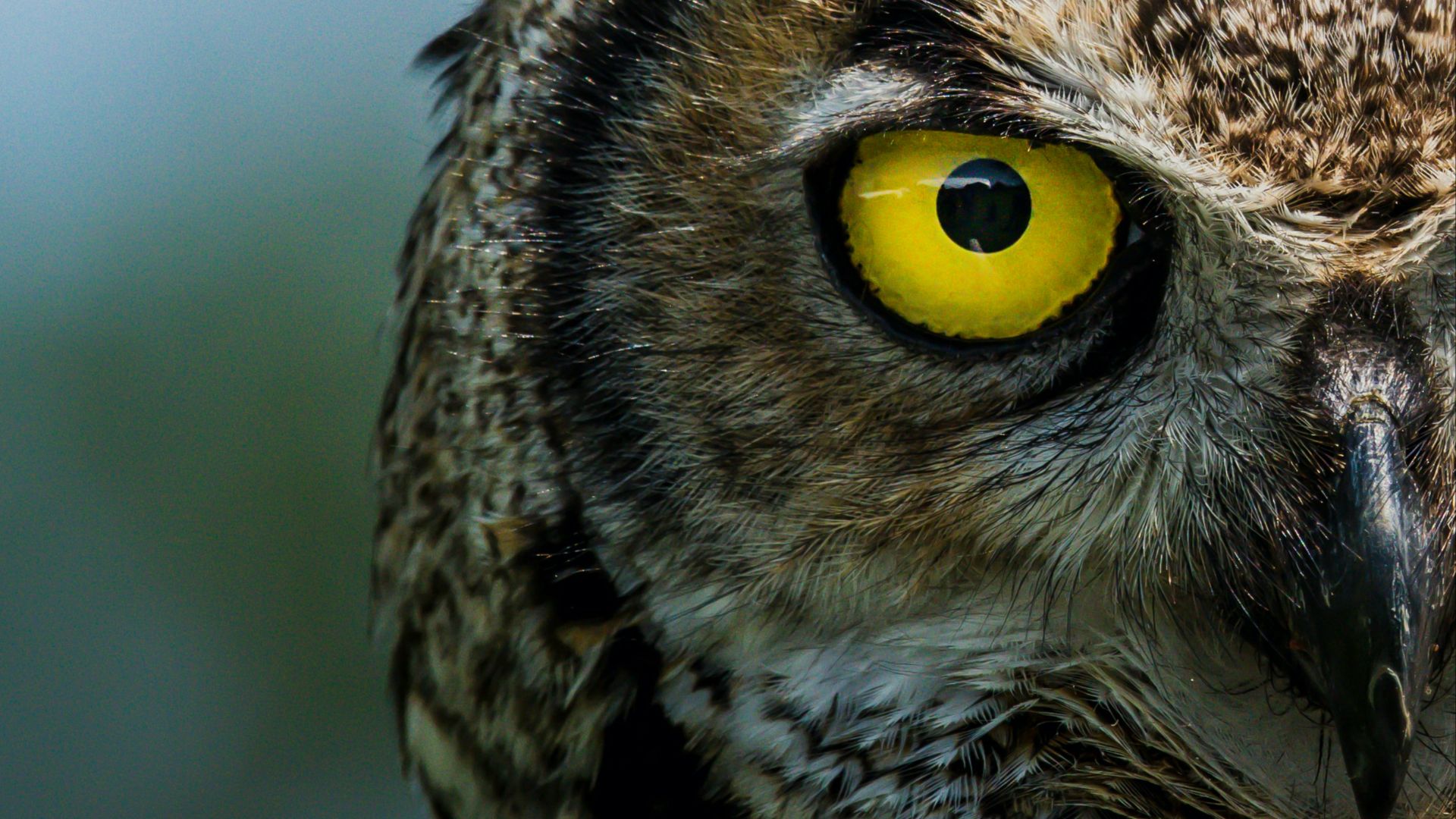 brown and white owl in close up photography