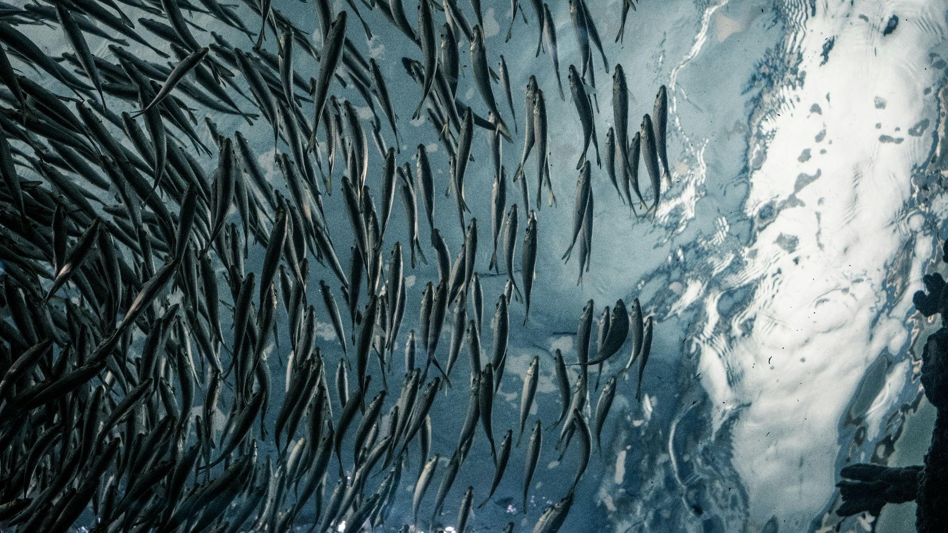 school of gray fish