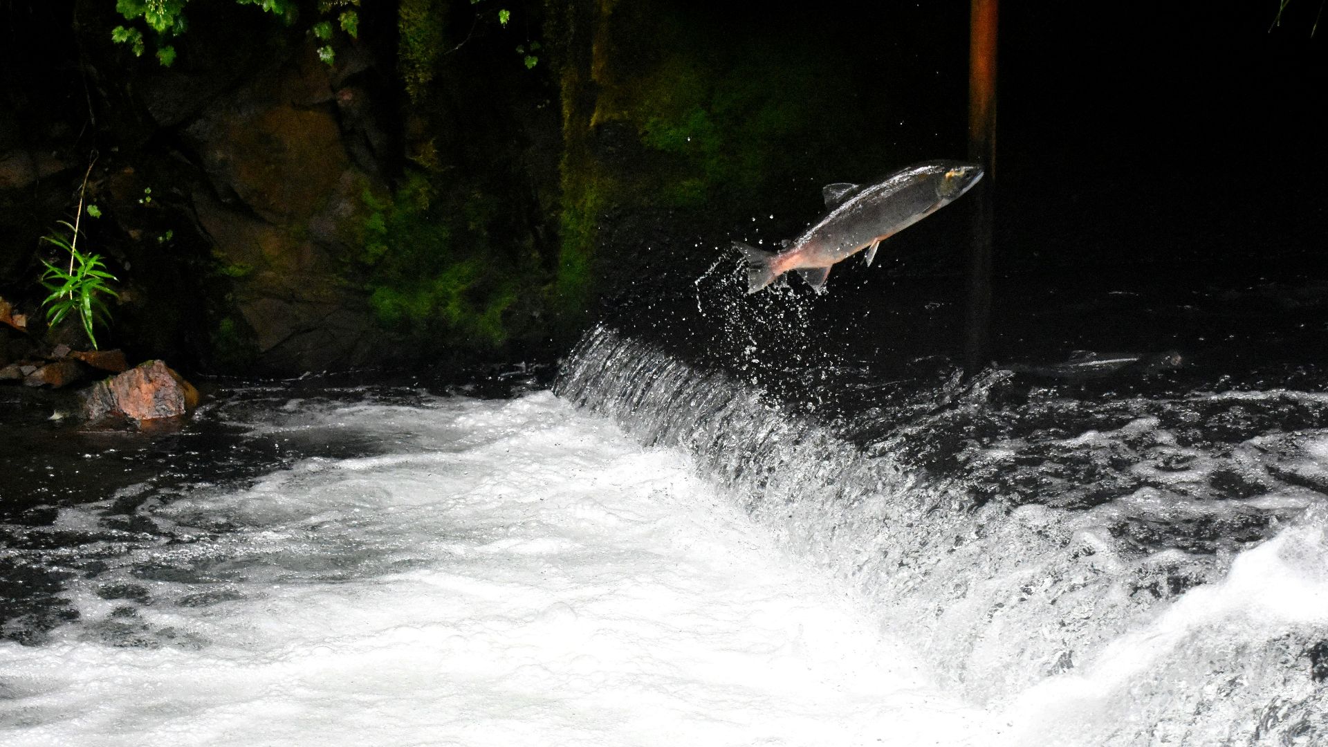 gray fish jumping over body of water surrounded with plants
