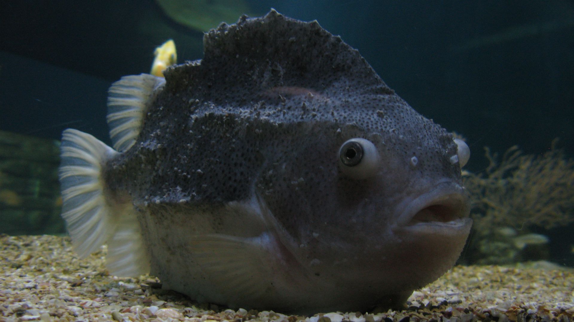 File:Jielbeaumadier poisson gris 2 paris 2014.jpeg