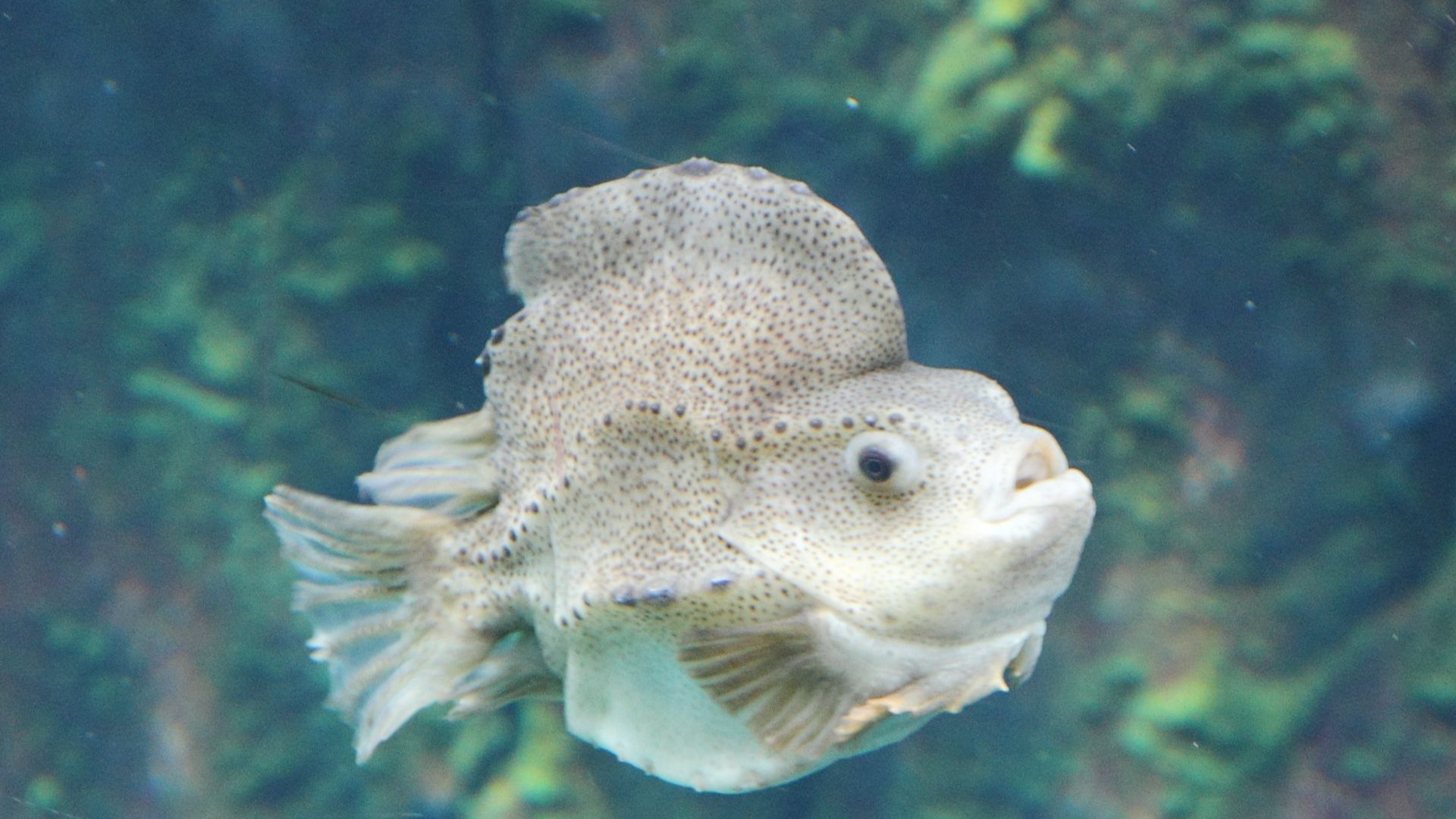 File:Cyclopterus lumpus BM.jpg